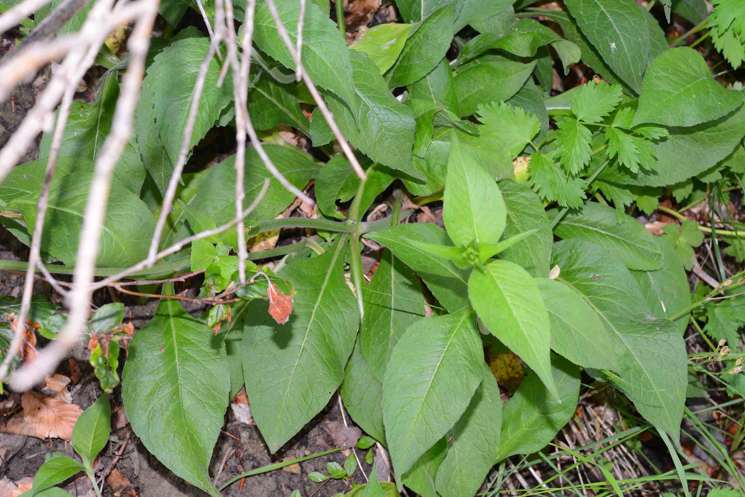 Knautia drymeia / Ambretta dei querceti