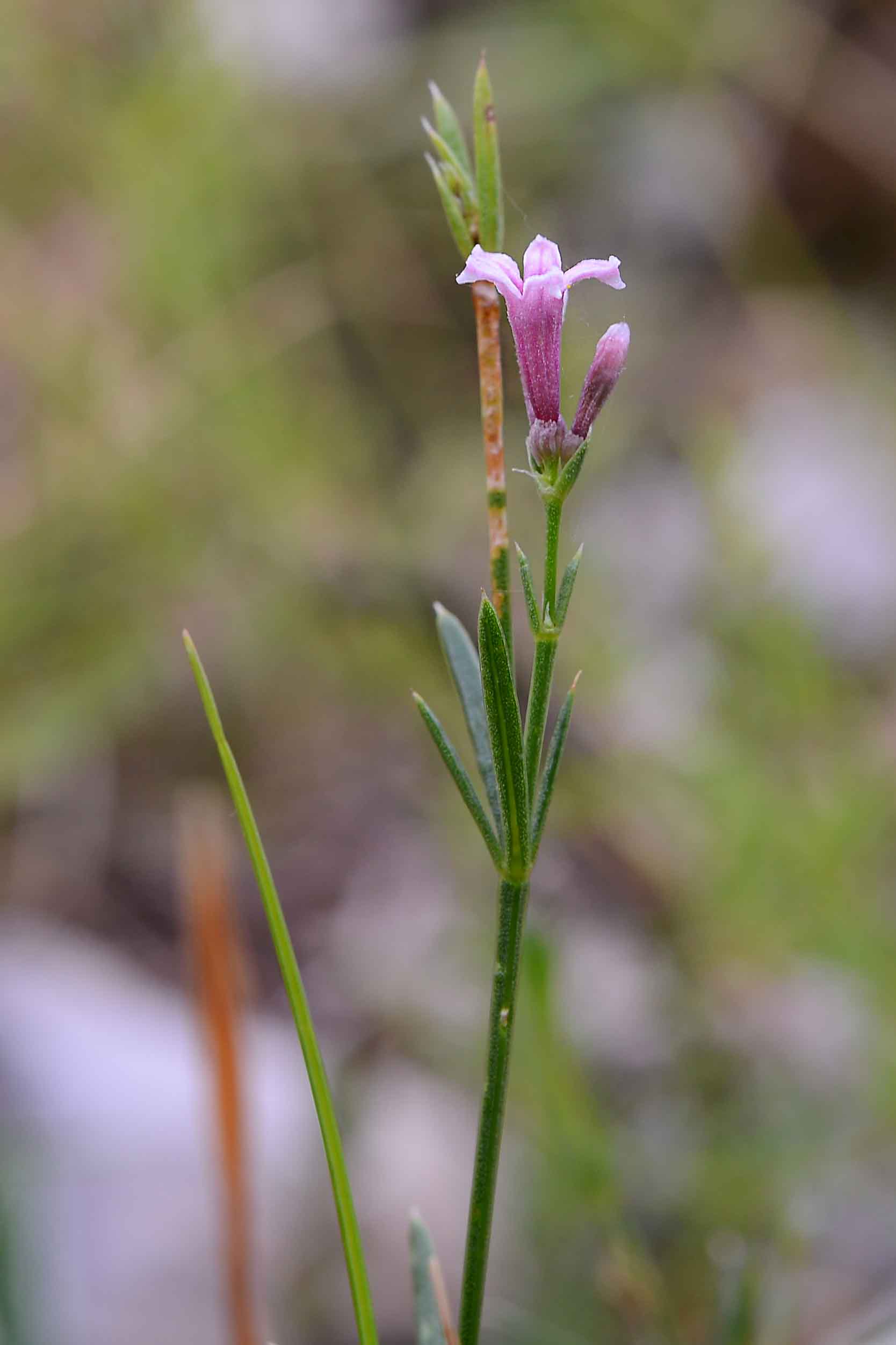 Asperula cynanchica anomala