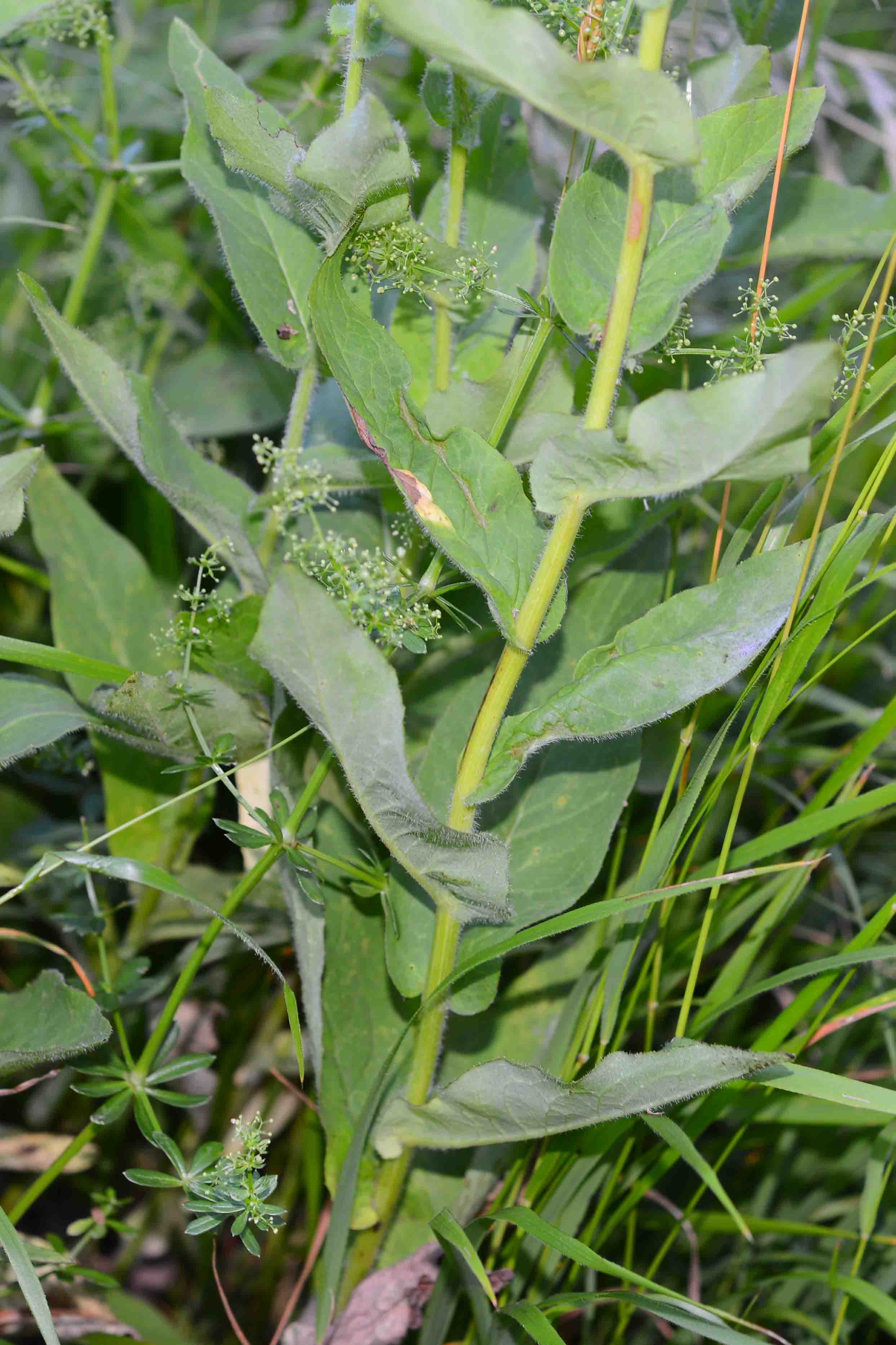 asteracea - Hieracium Sect. Amplexicaulia