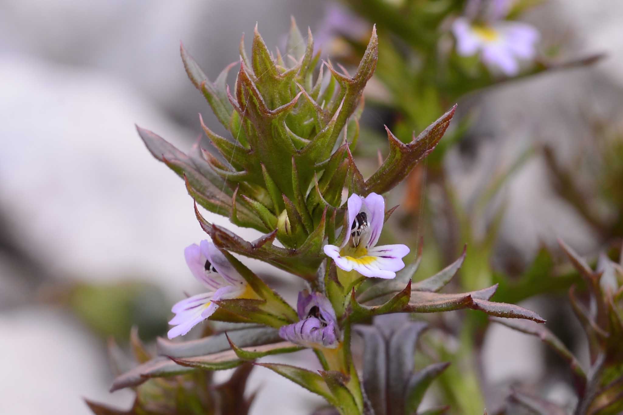 Euphrasia da det.