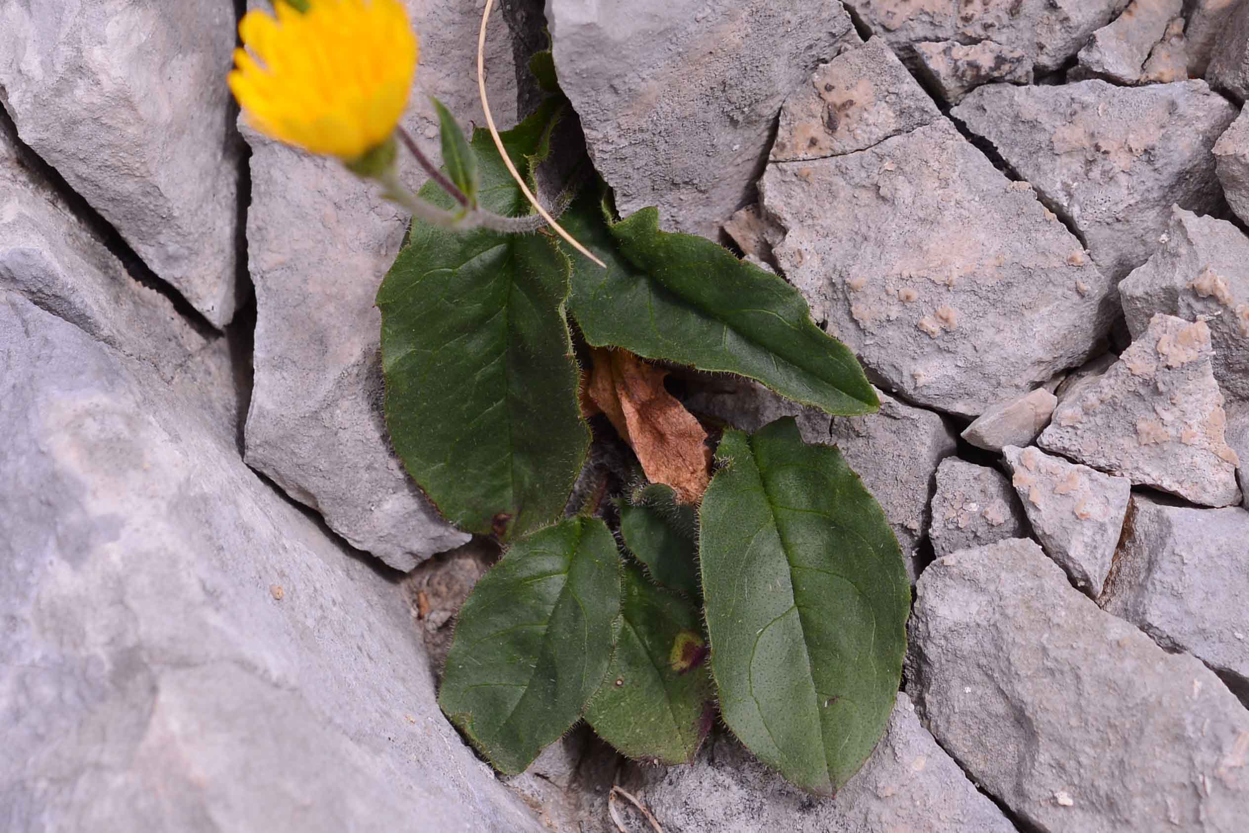 asteracea - Hieracium cfr. humile