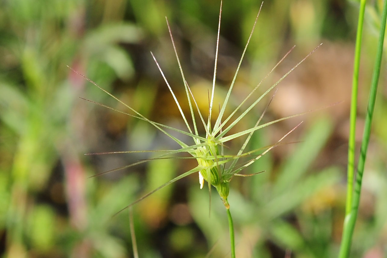 Triticum ovatum (=Aegilops geniculata) / Grano delle formiche