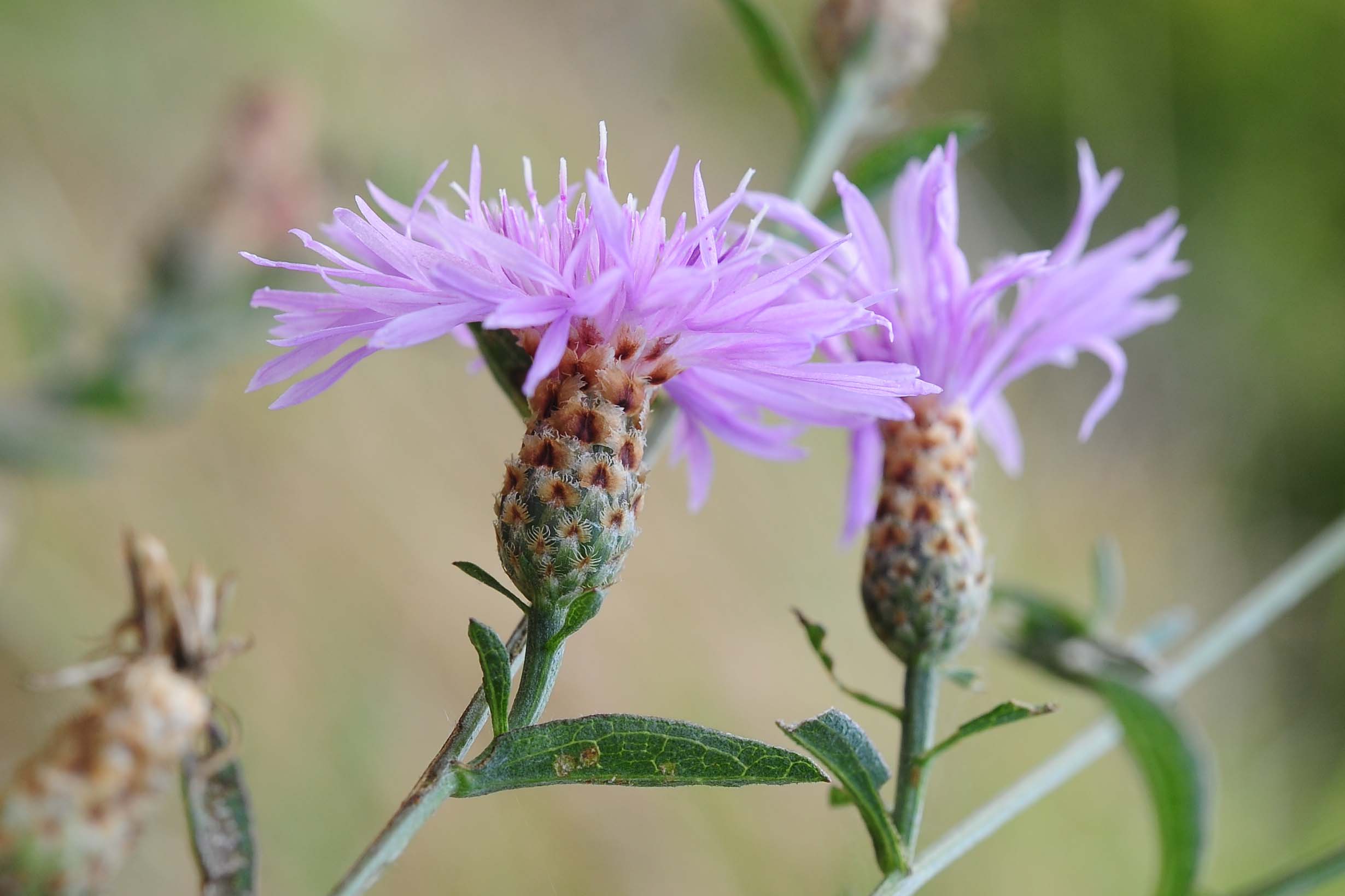 Centaurea cfr. nigrescens