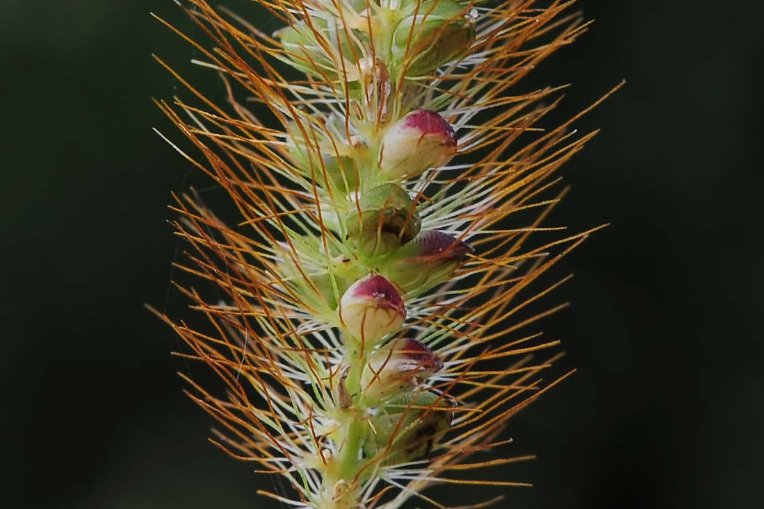 Setaria pumila / Pabbio rossastro