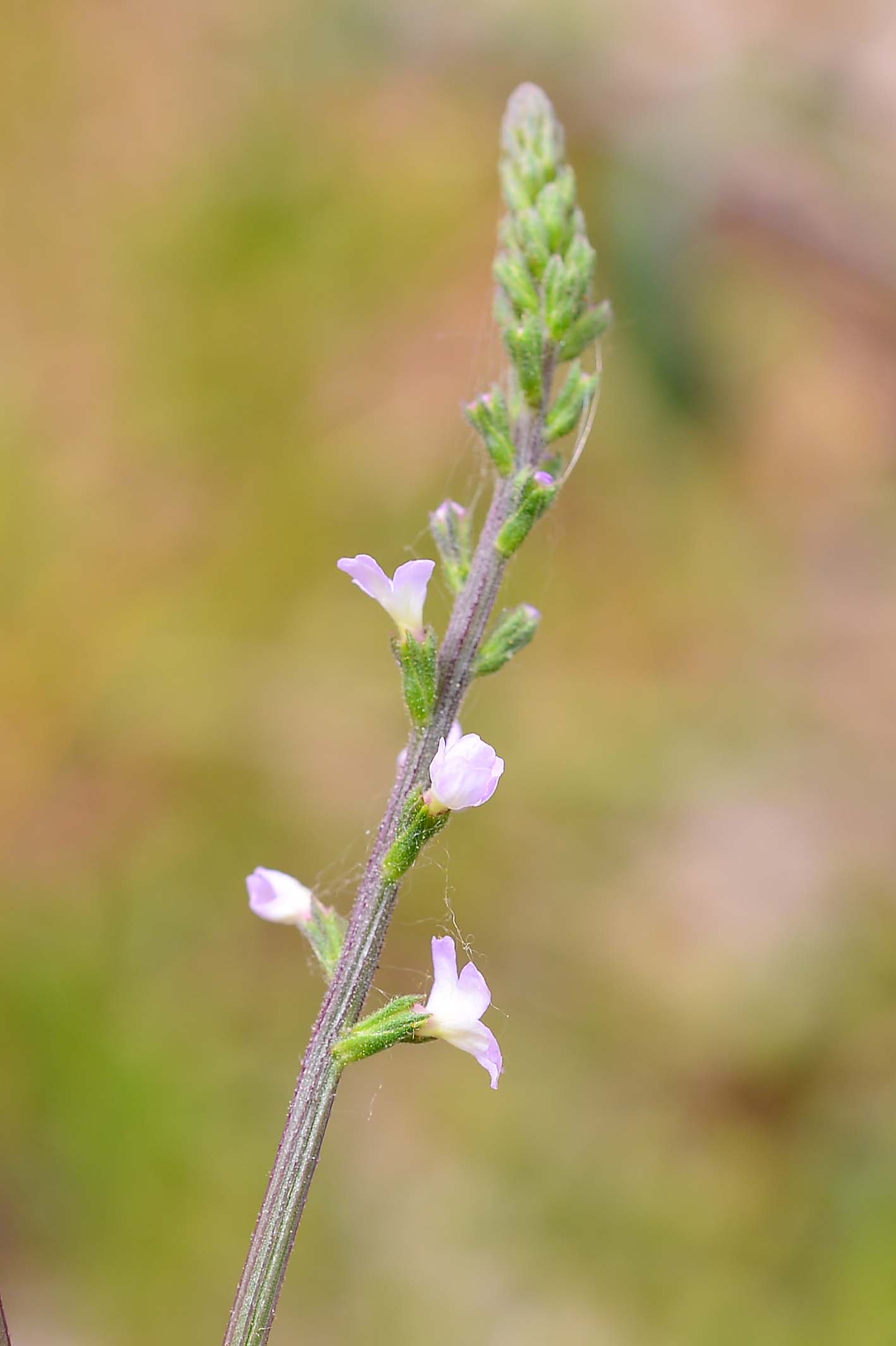 Verbena officinalis