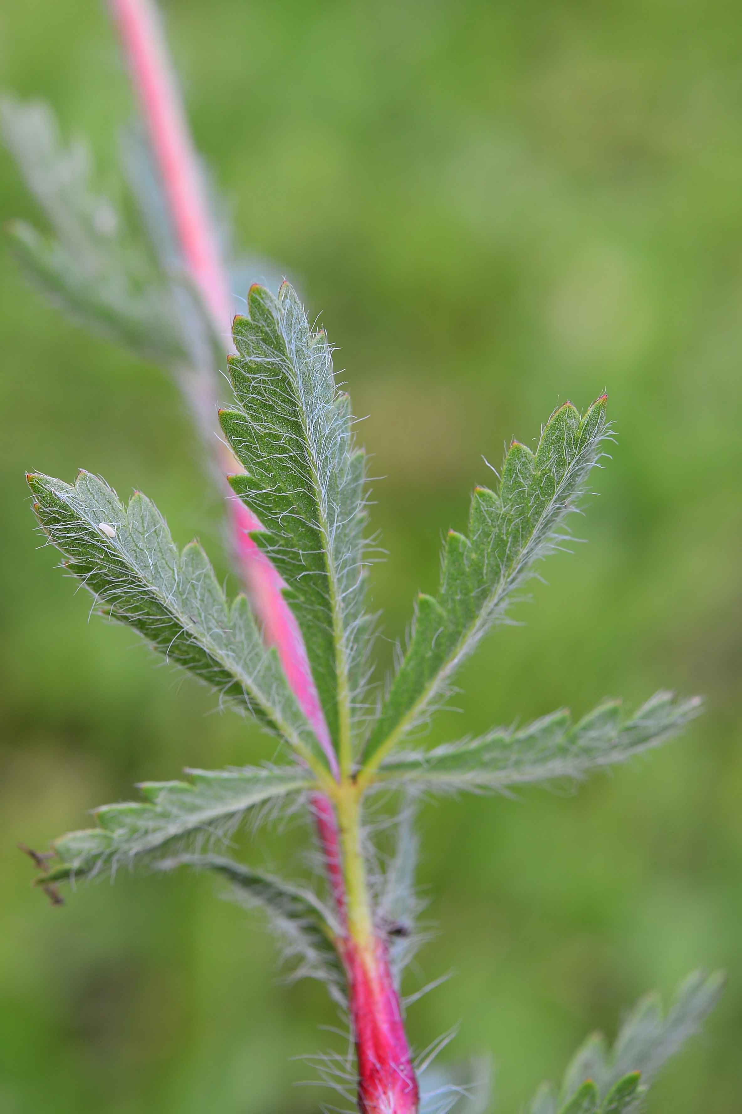 Potentilla pedata / Cinquefoglia pedata