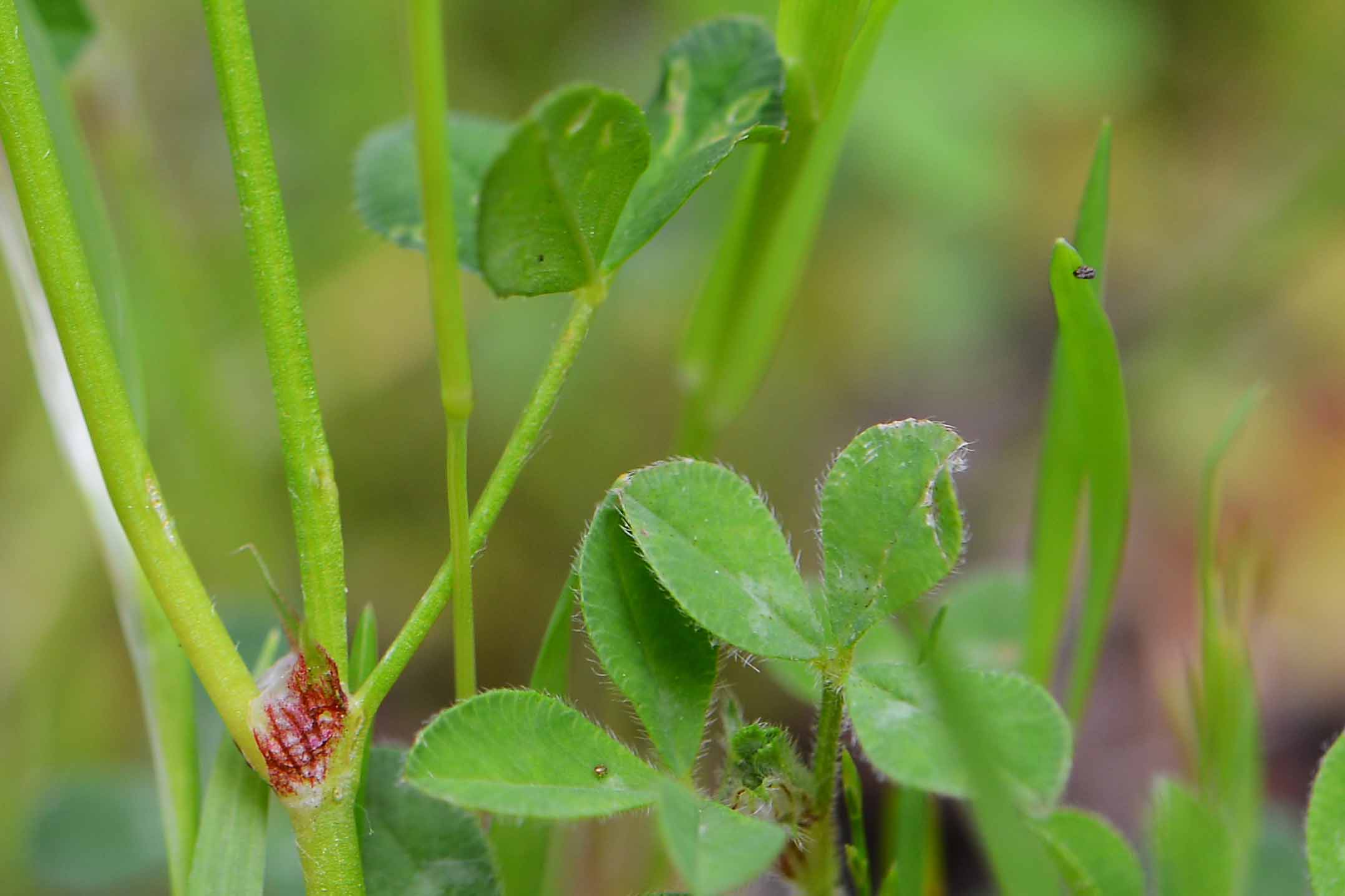 Trifolium nigrescens / Trifoglio annerente