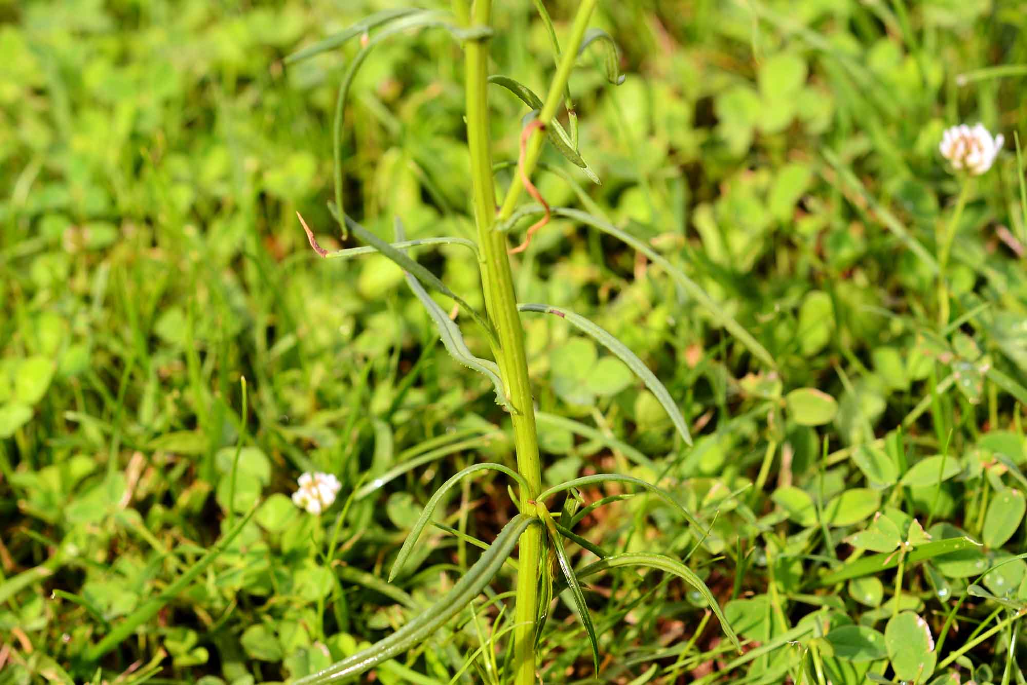 Senecio inaequidens / Senecione sudafricano