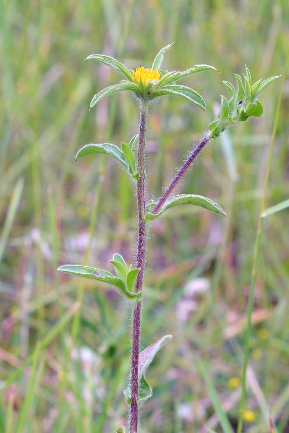 Asteracea - Pallenis spinosa