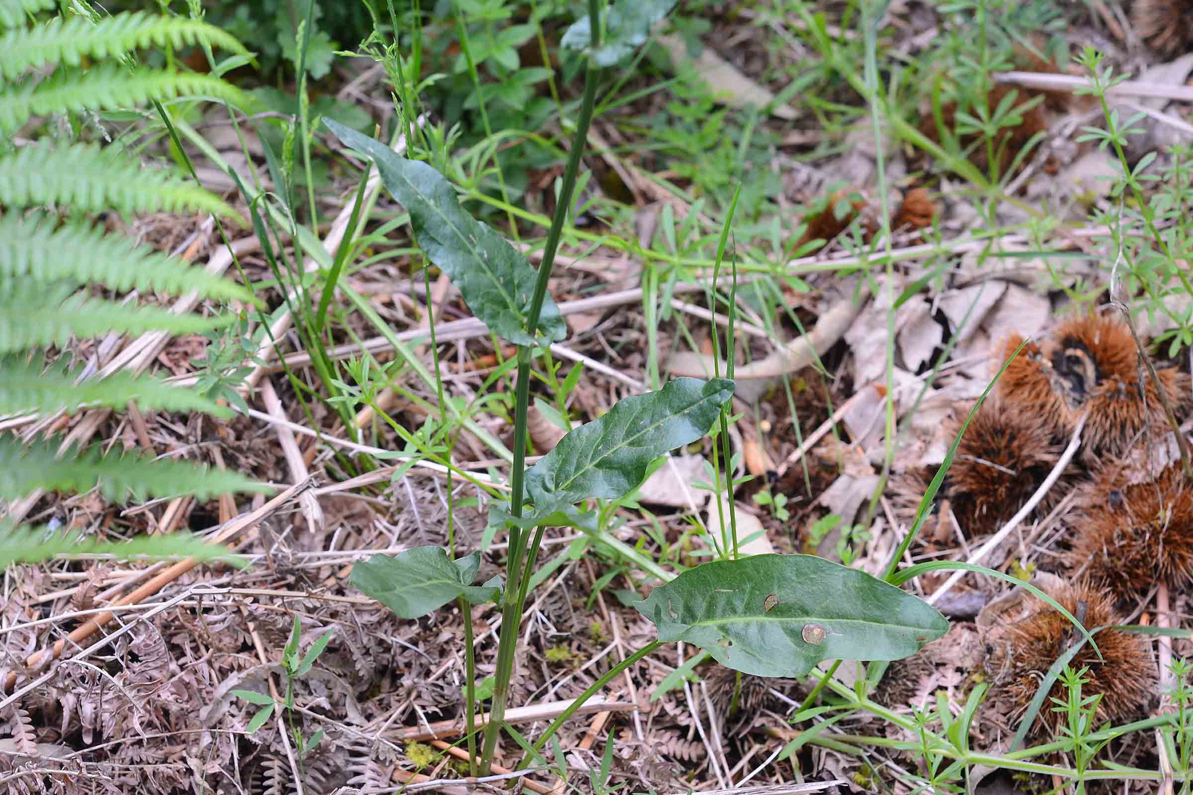 Rumex acetosa