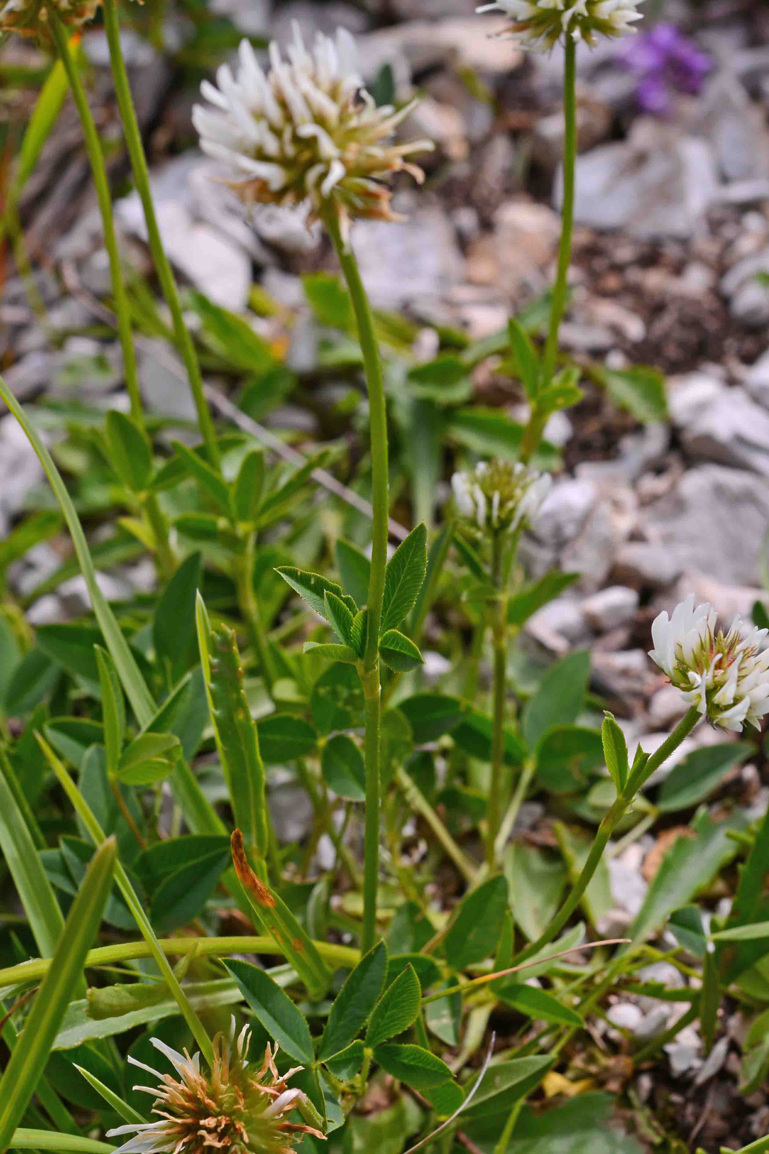 Trifolium montanum L. subsp. rupestre