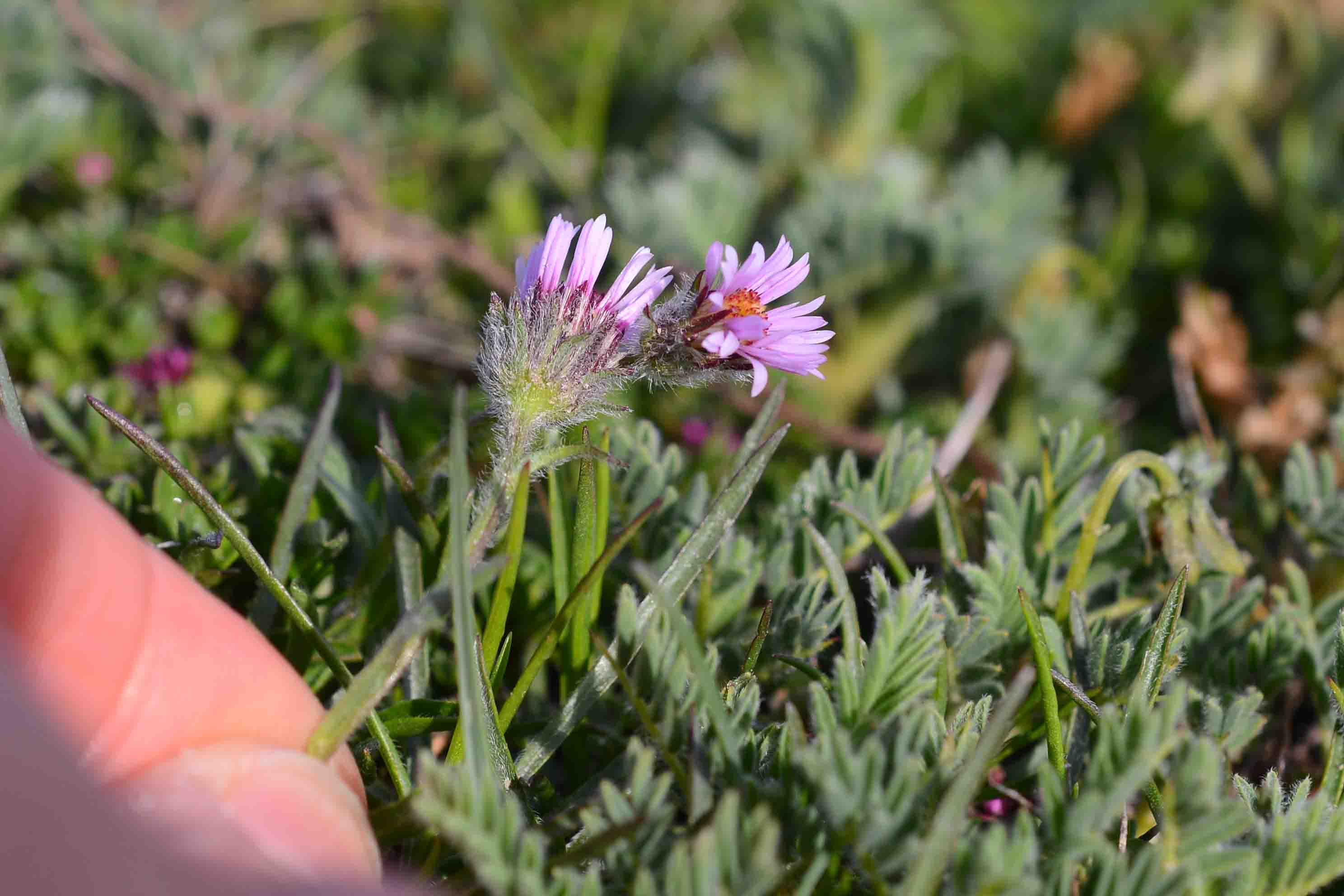 Erigeron sp.