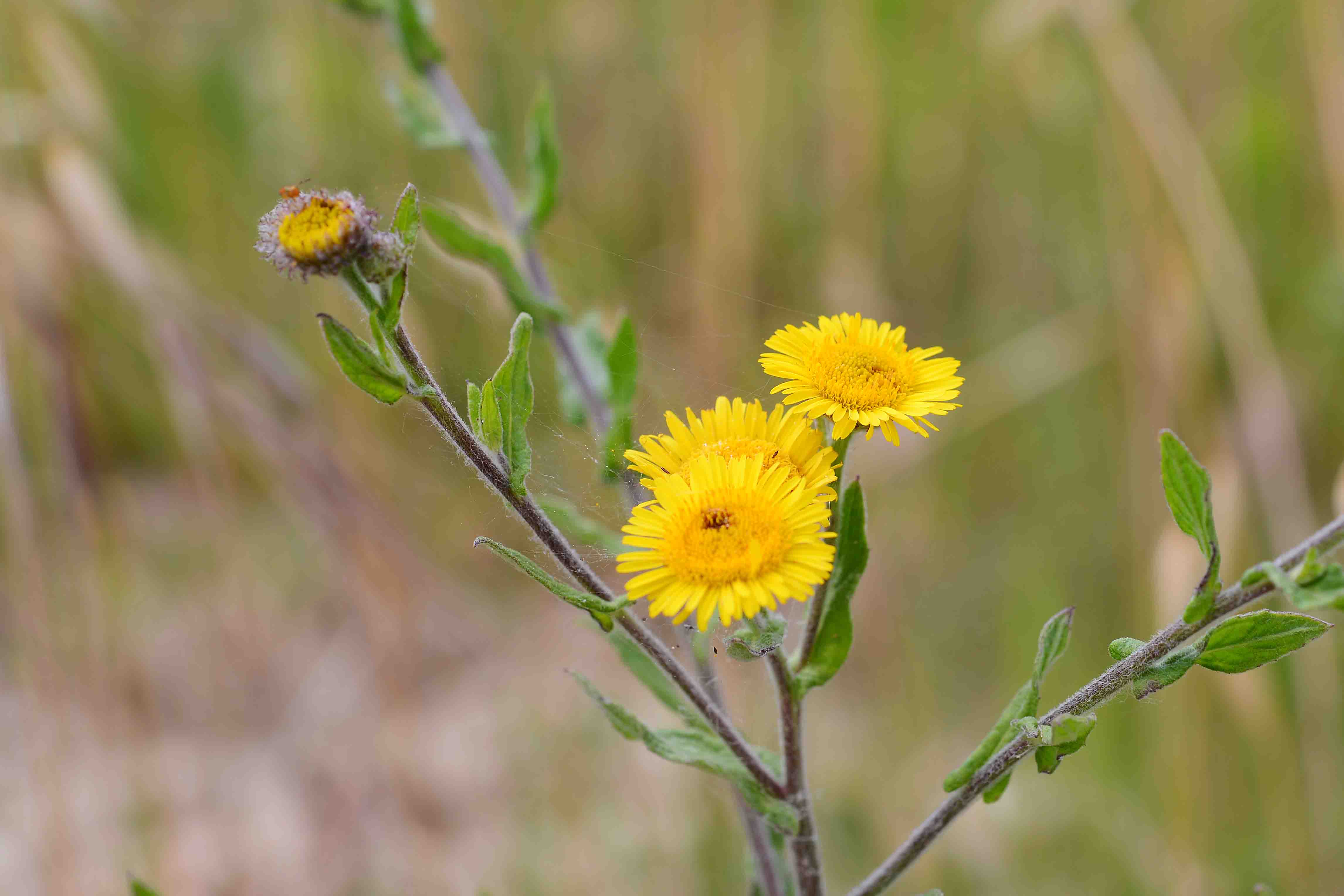 Pulicaria dysenterica / Incensaria comune