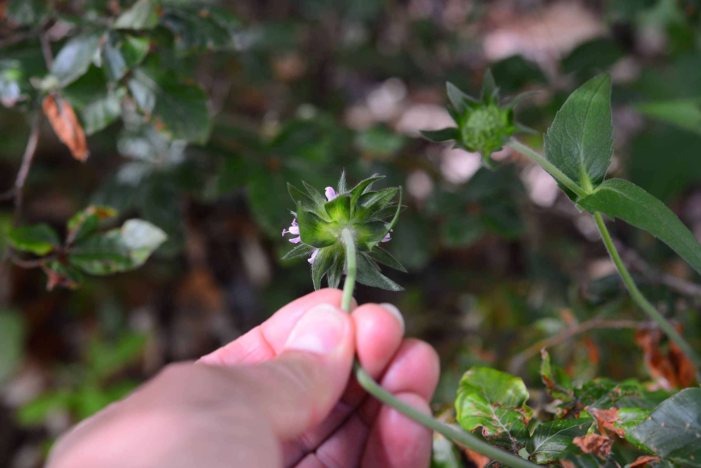 Knautia drymeia / Ambretta dei querceti