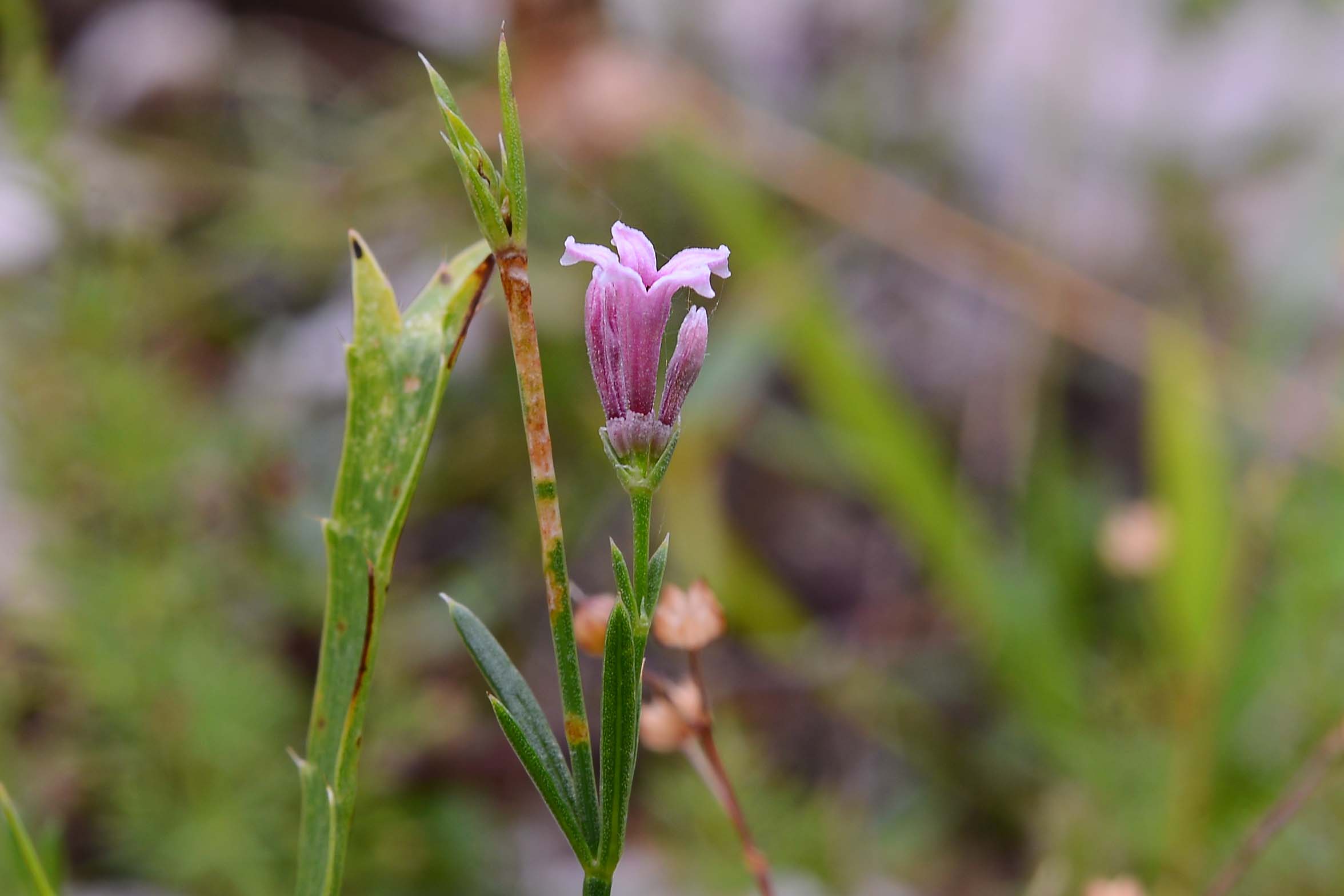 Asperula cynanchica anomala