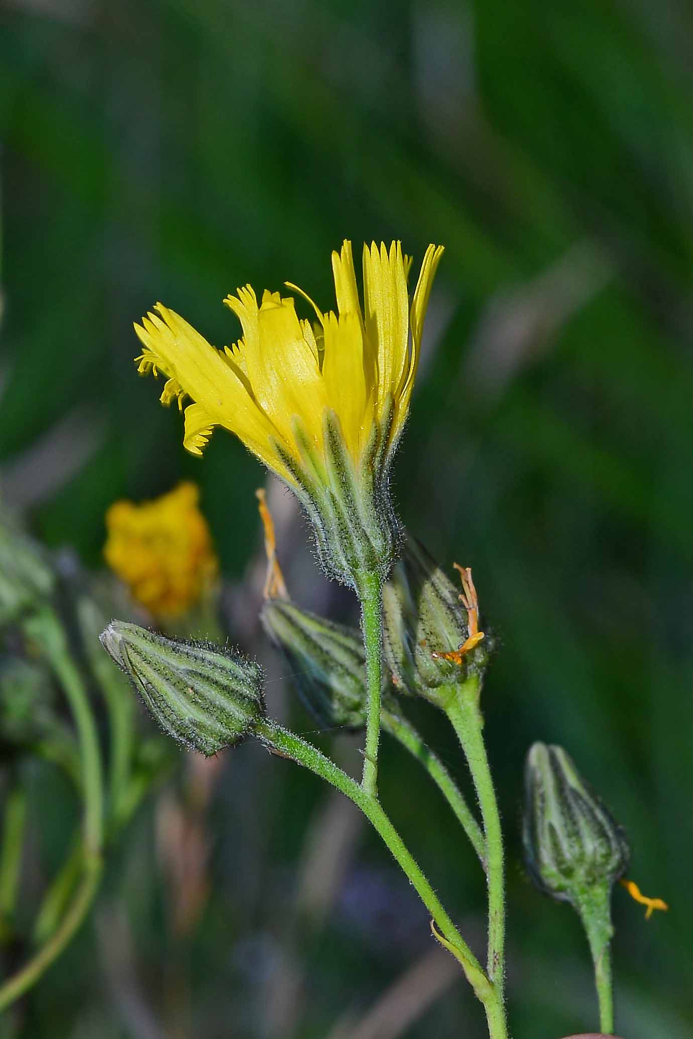 asteracea - Hieracium Sect. Amplexicaulia