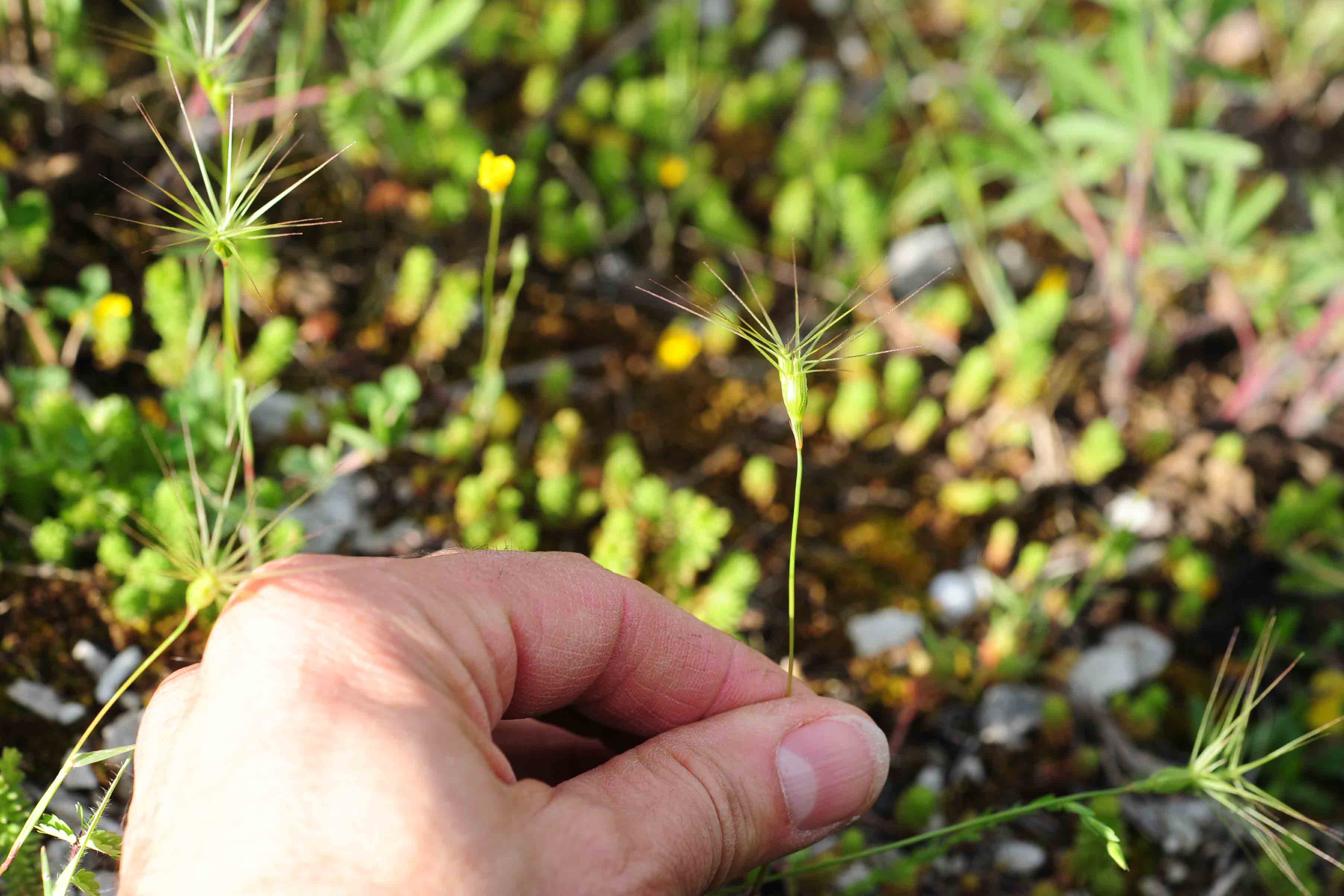 Triticum ovatum (=Aegilops geniculata) / Grano delle formiche