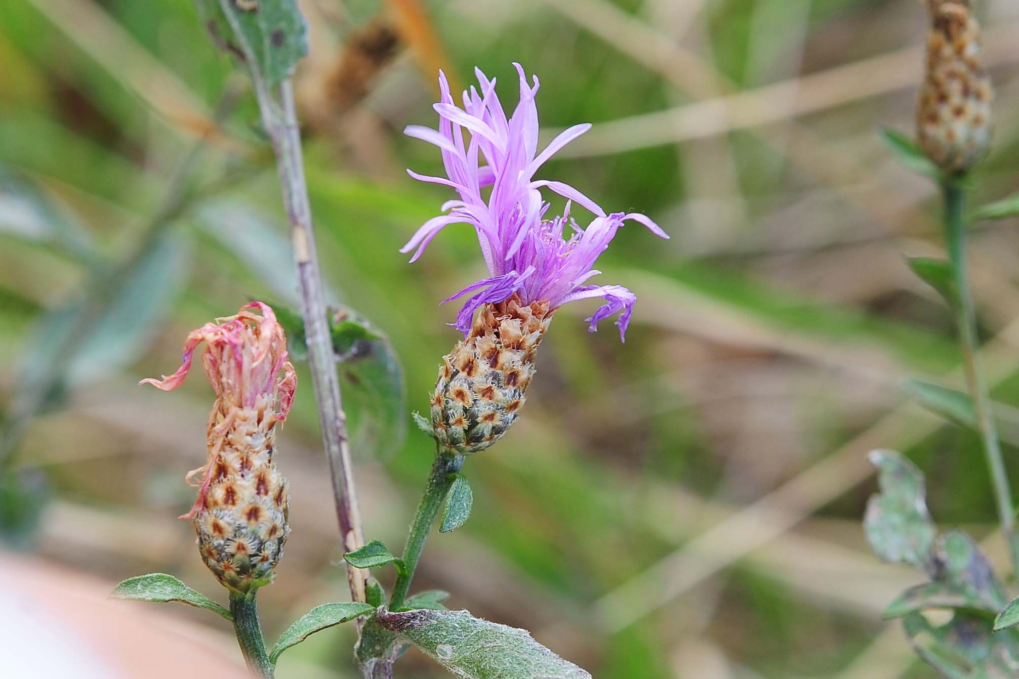 Centaurea cfr. nigrescens