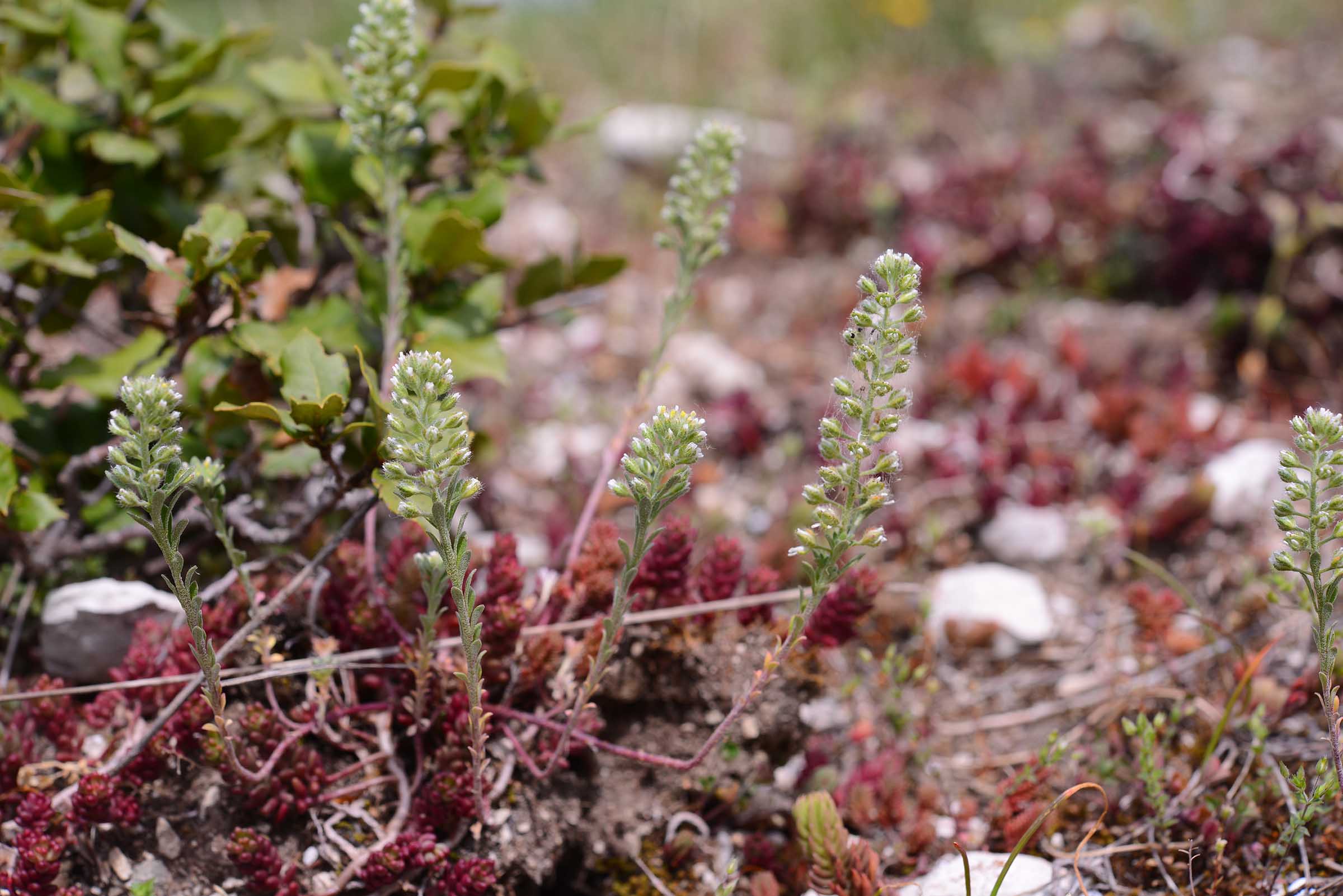 Alyssum alyssoides / Alisso annuo