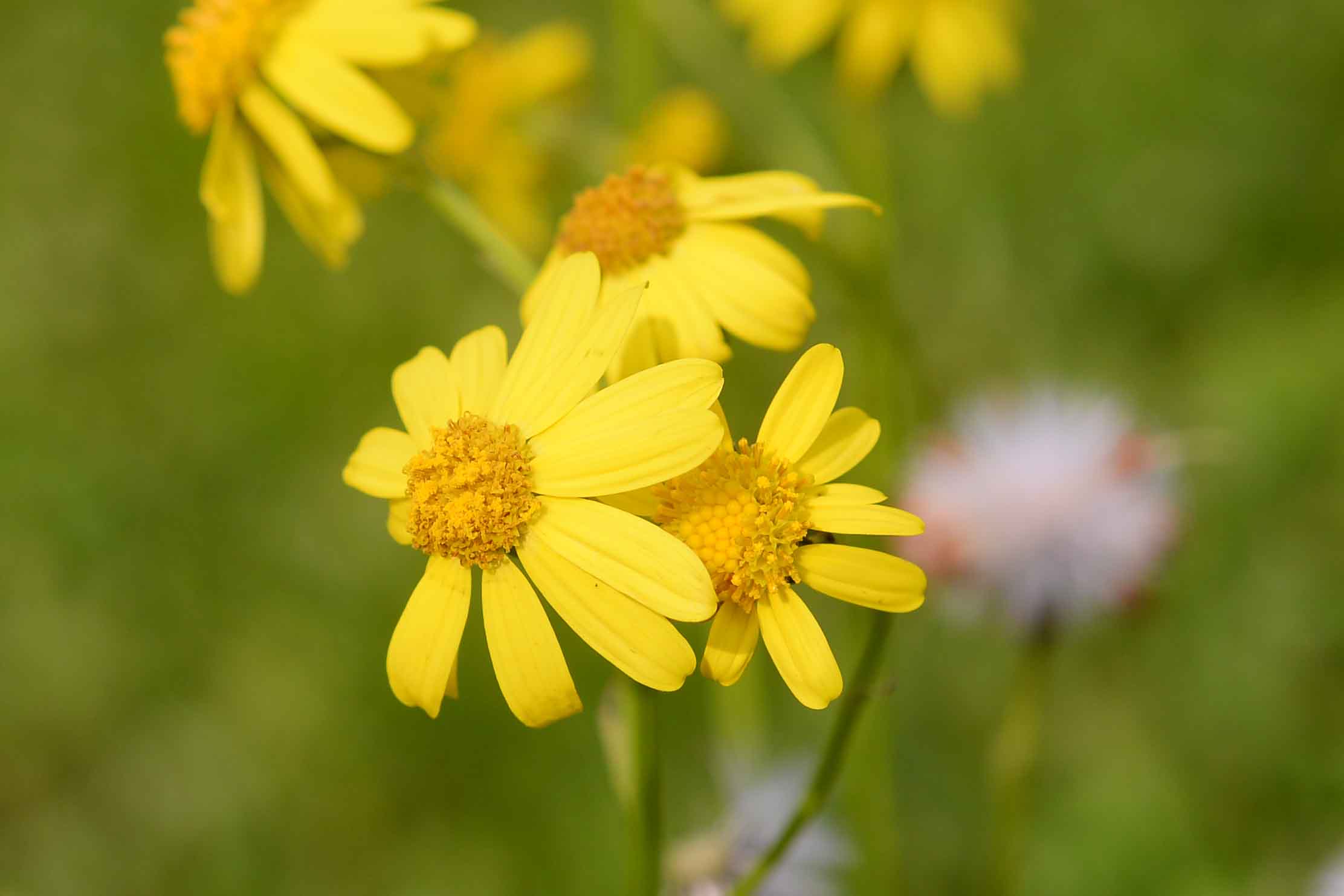 Senecio inaequidens / Senecione sudafricano