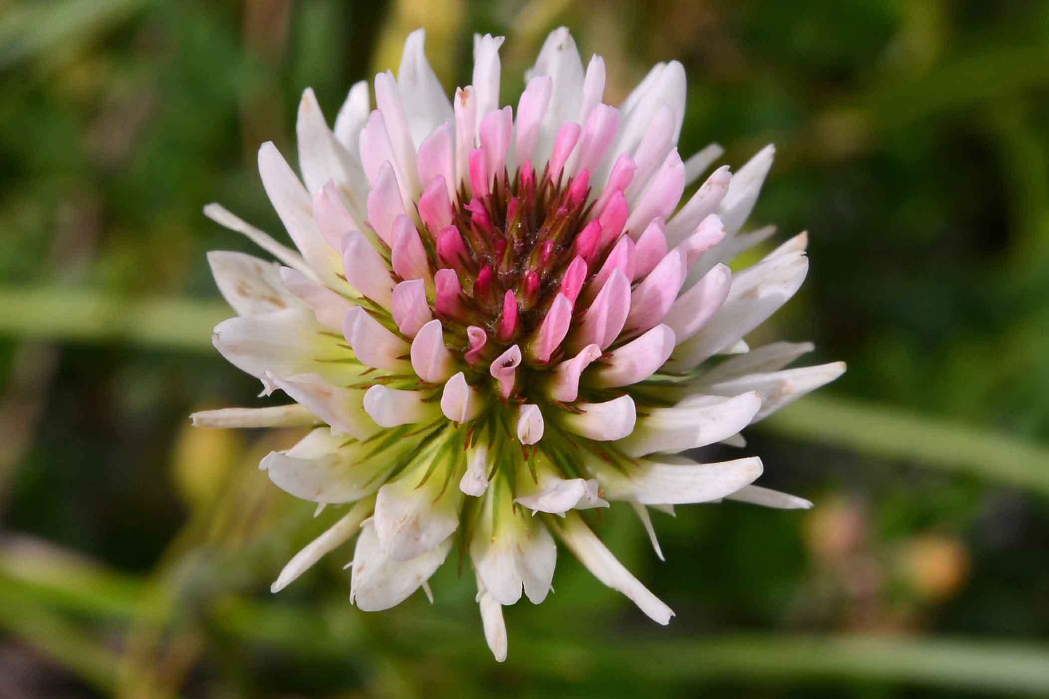 Trifolium montanum L. subsp. rupestre