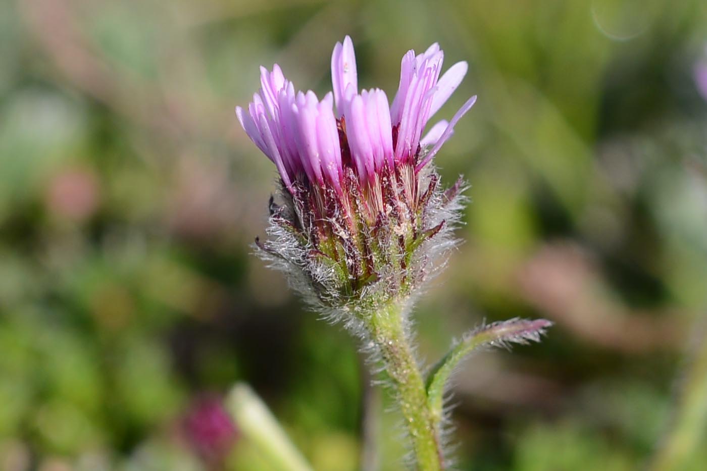 Erigeron sp.