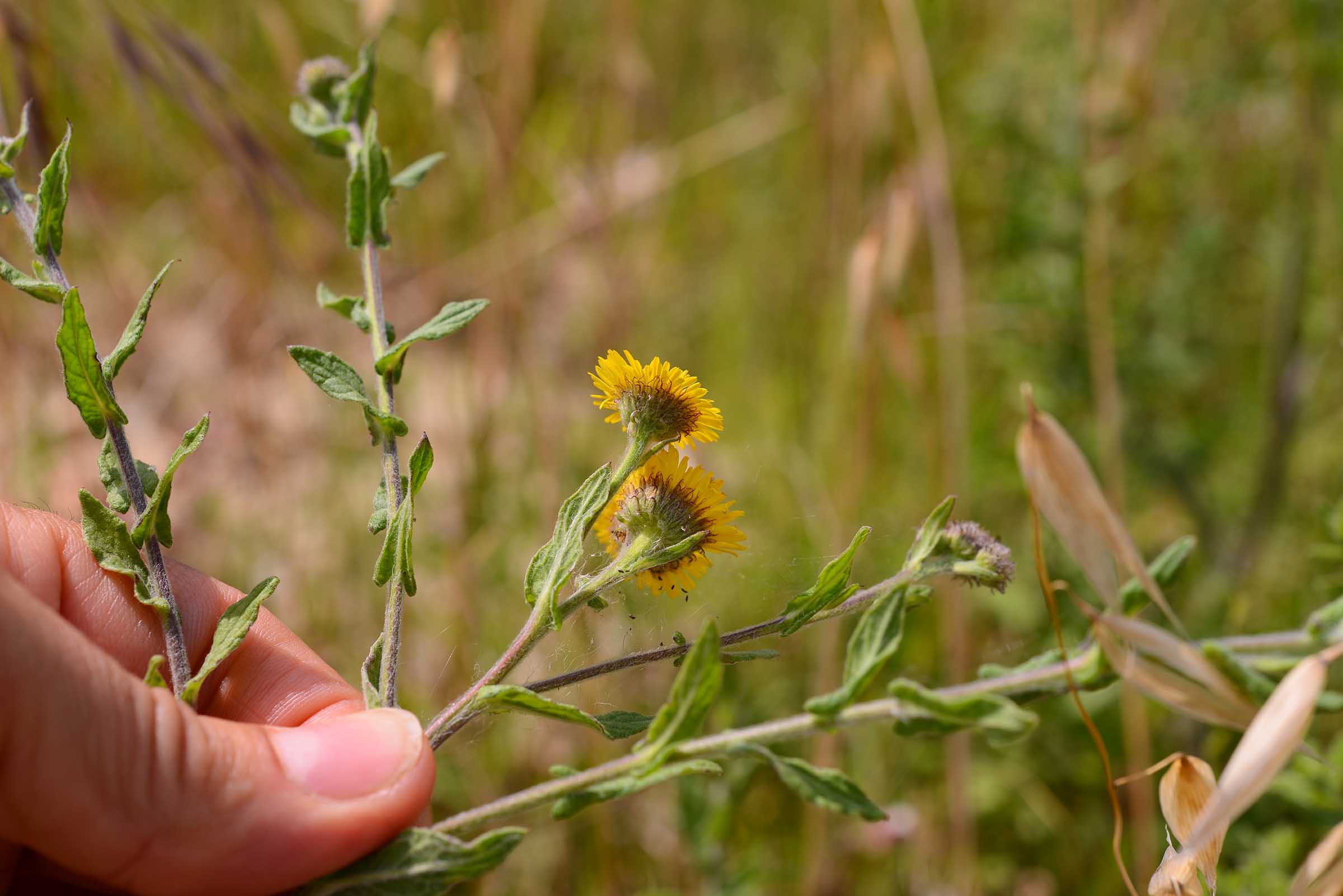 Pulicaria dysenterica / Incensaria comune