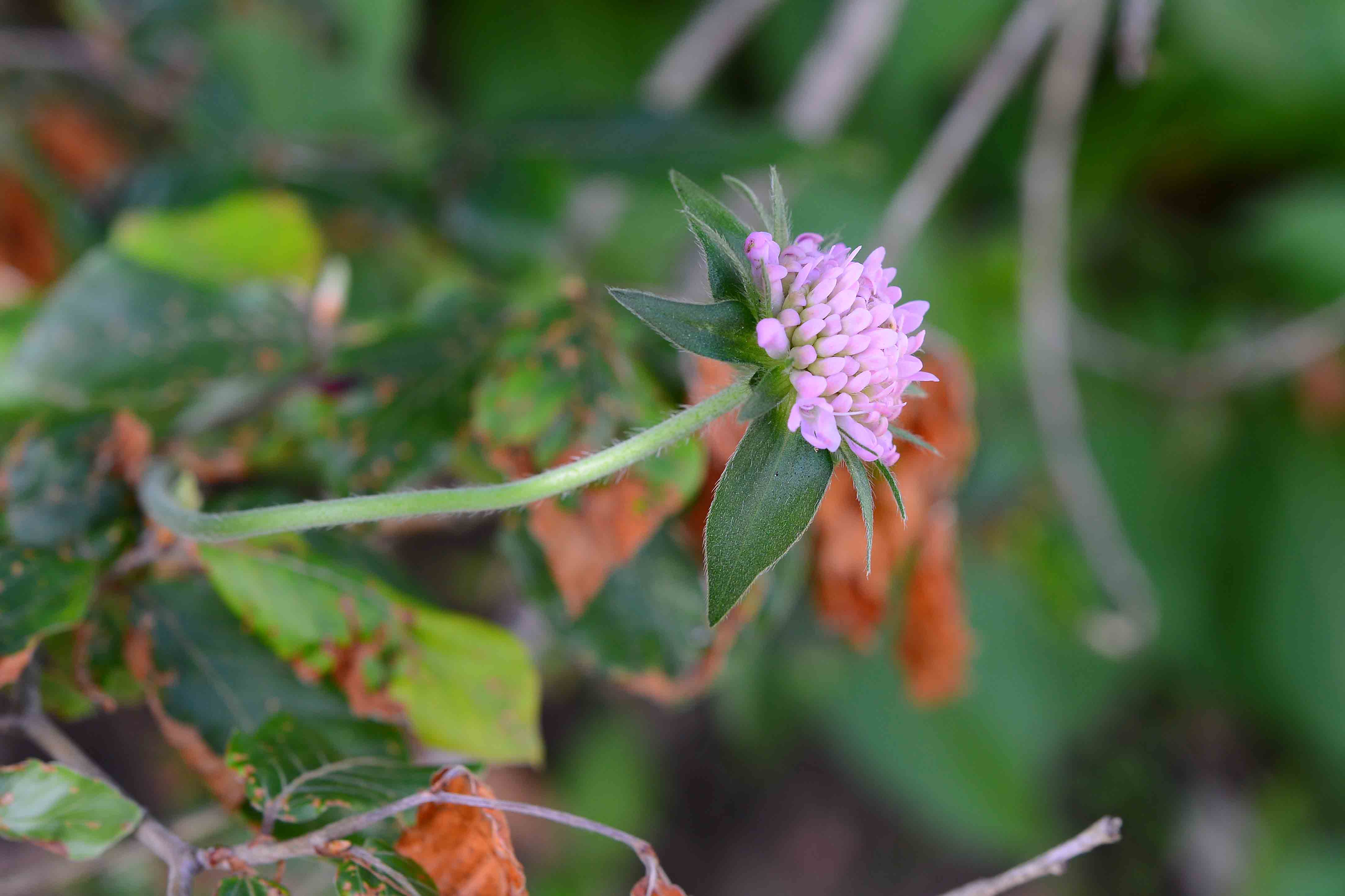 Knautia drymeia / Ambretta dei querceti