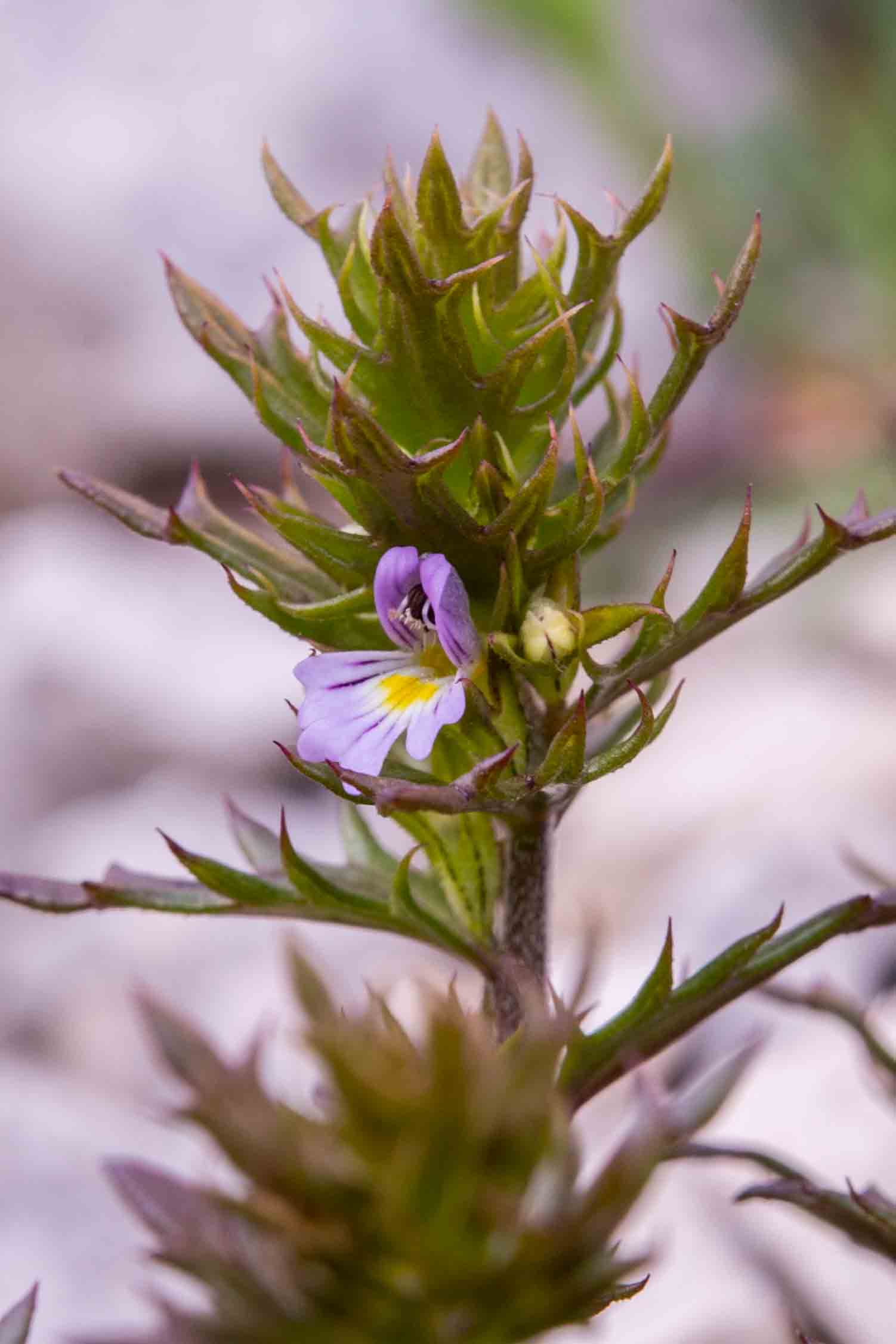 Euphrasia da det.