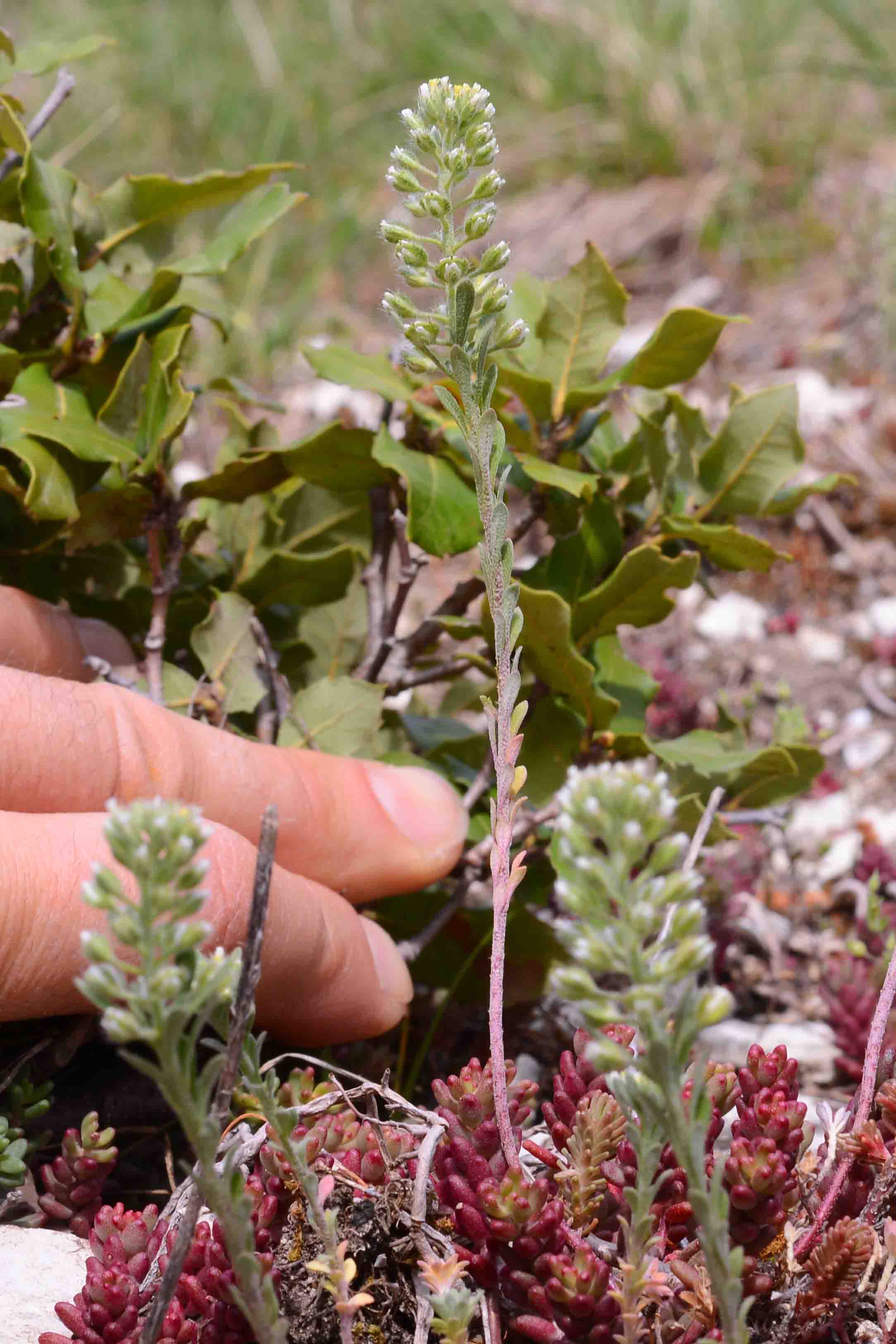 Alyssum alyssoides / Alisso annuo