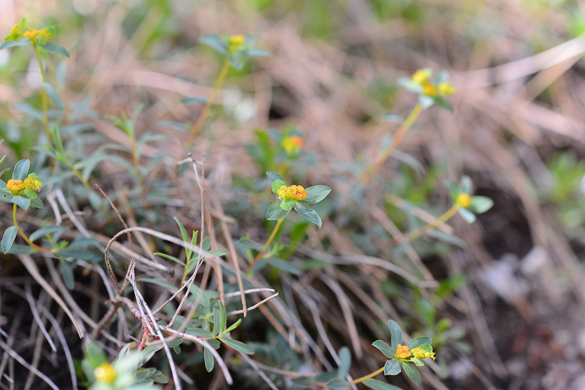 Euphorbia spinosa (Euphorbiaceae)