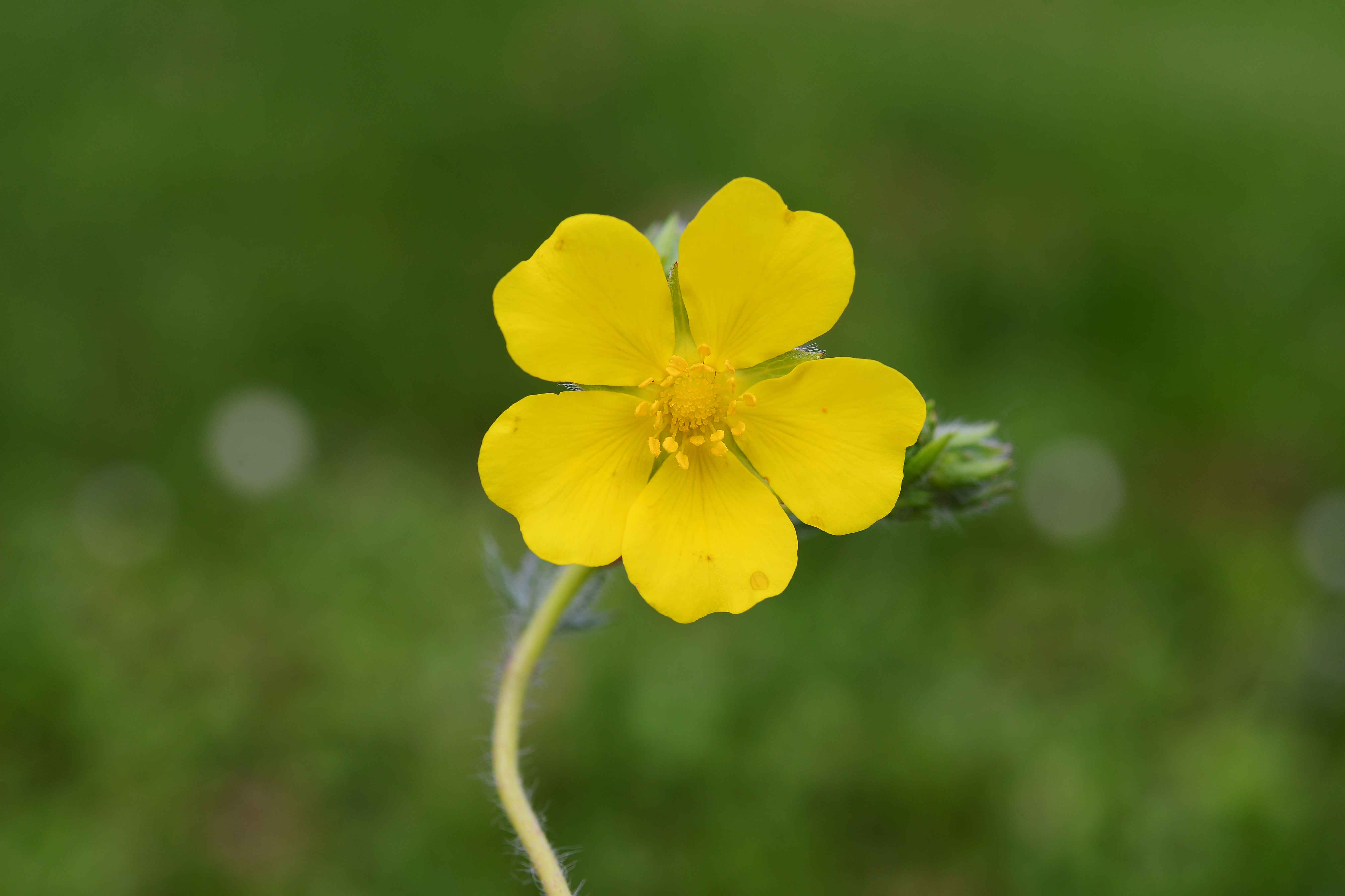 Potentilla pedata / Cinquefoglia pedata