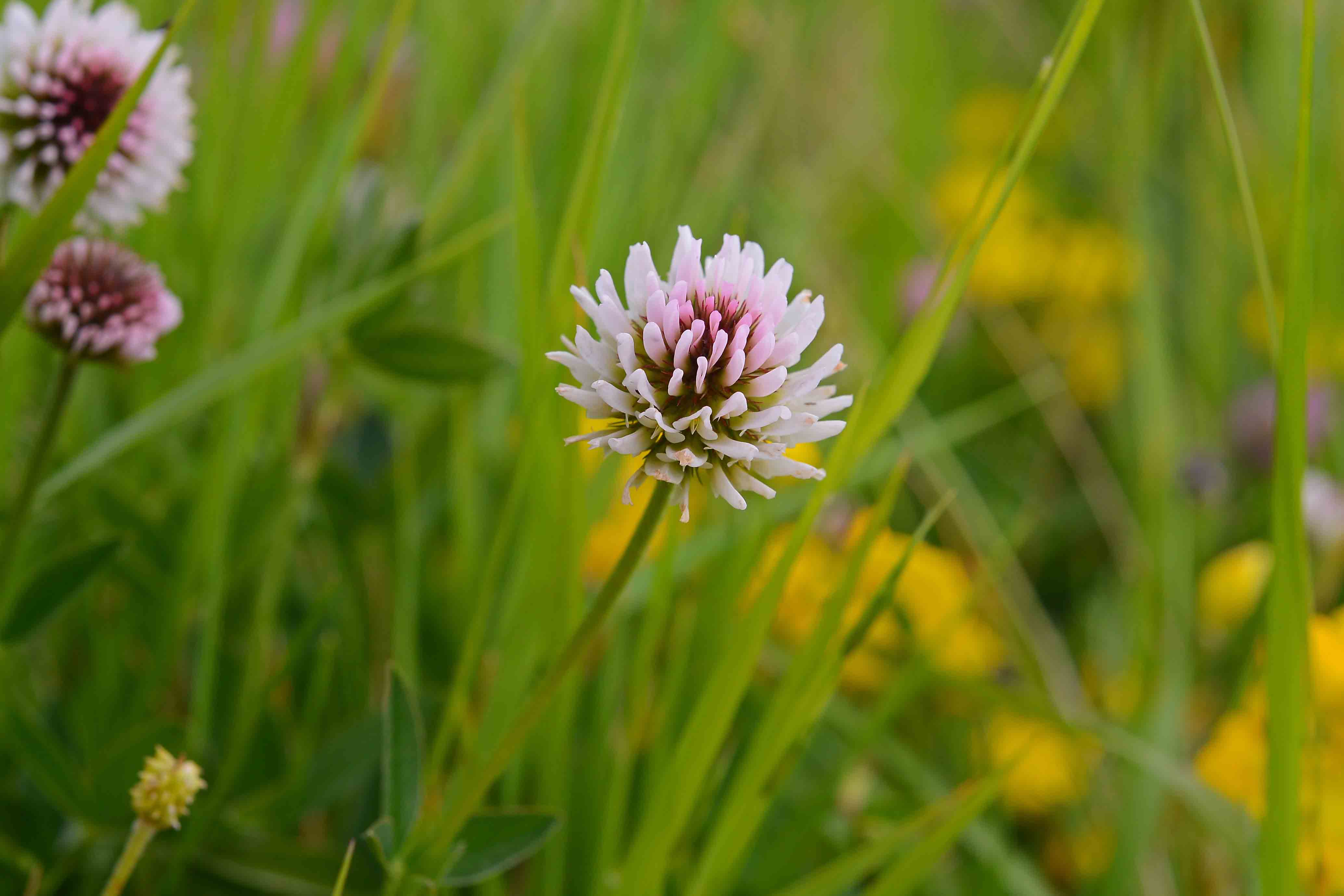 Trifolium montanum L. subsp. rupestre