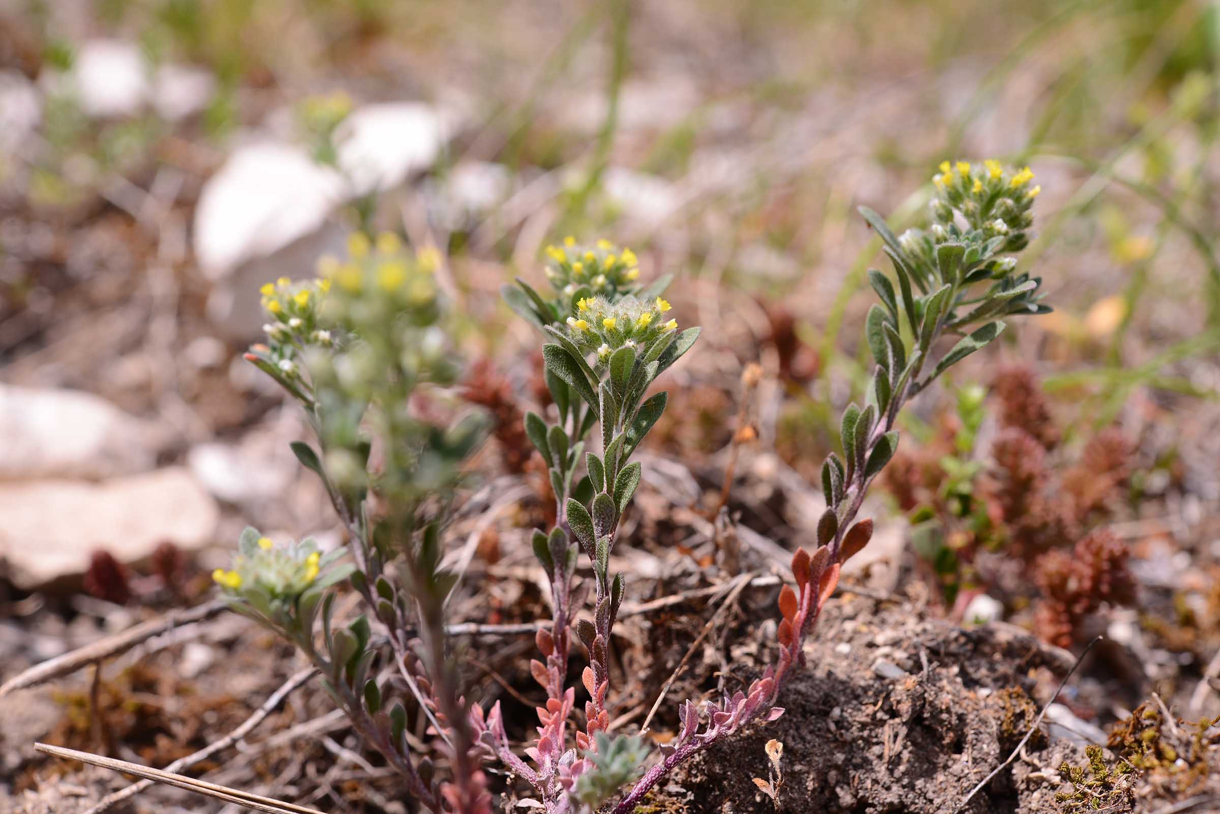 Alyssum alyssoides / Alisso annuo