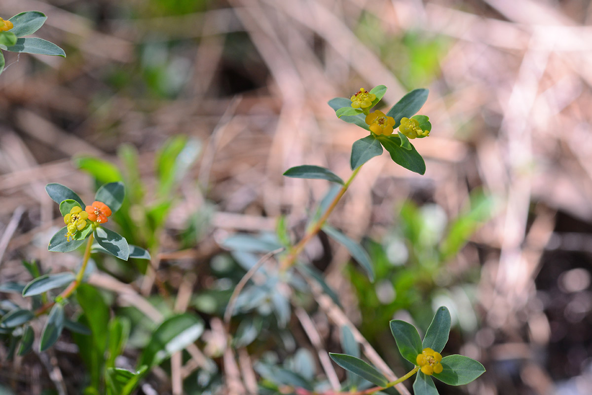 Euphorbia spinosa (Euphorbiaceae)