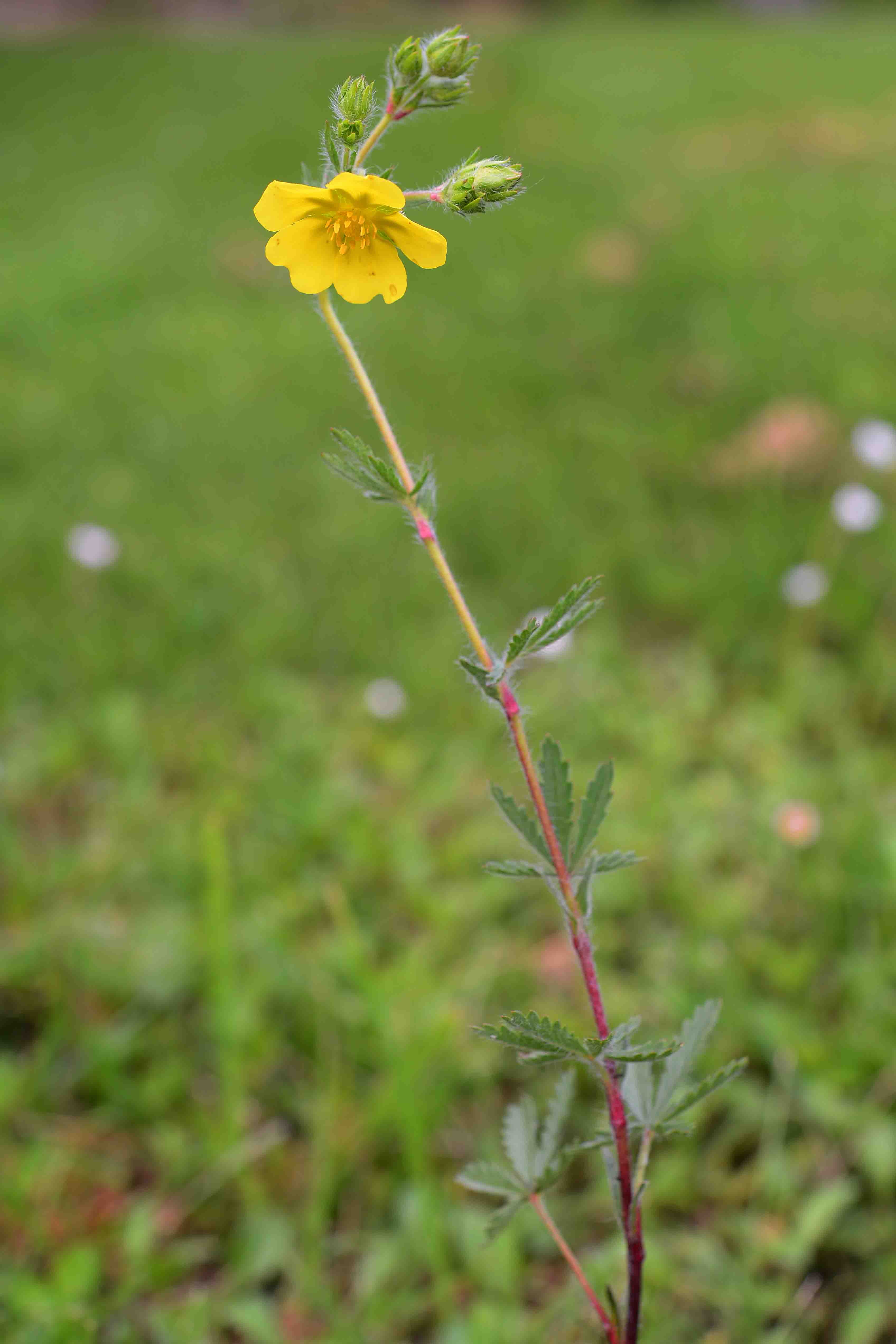 Potentilla pedata / Cinquefoglia pedata