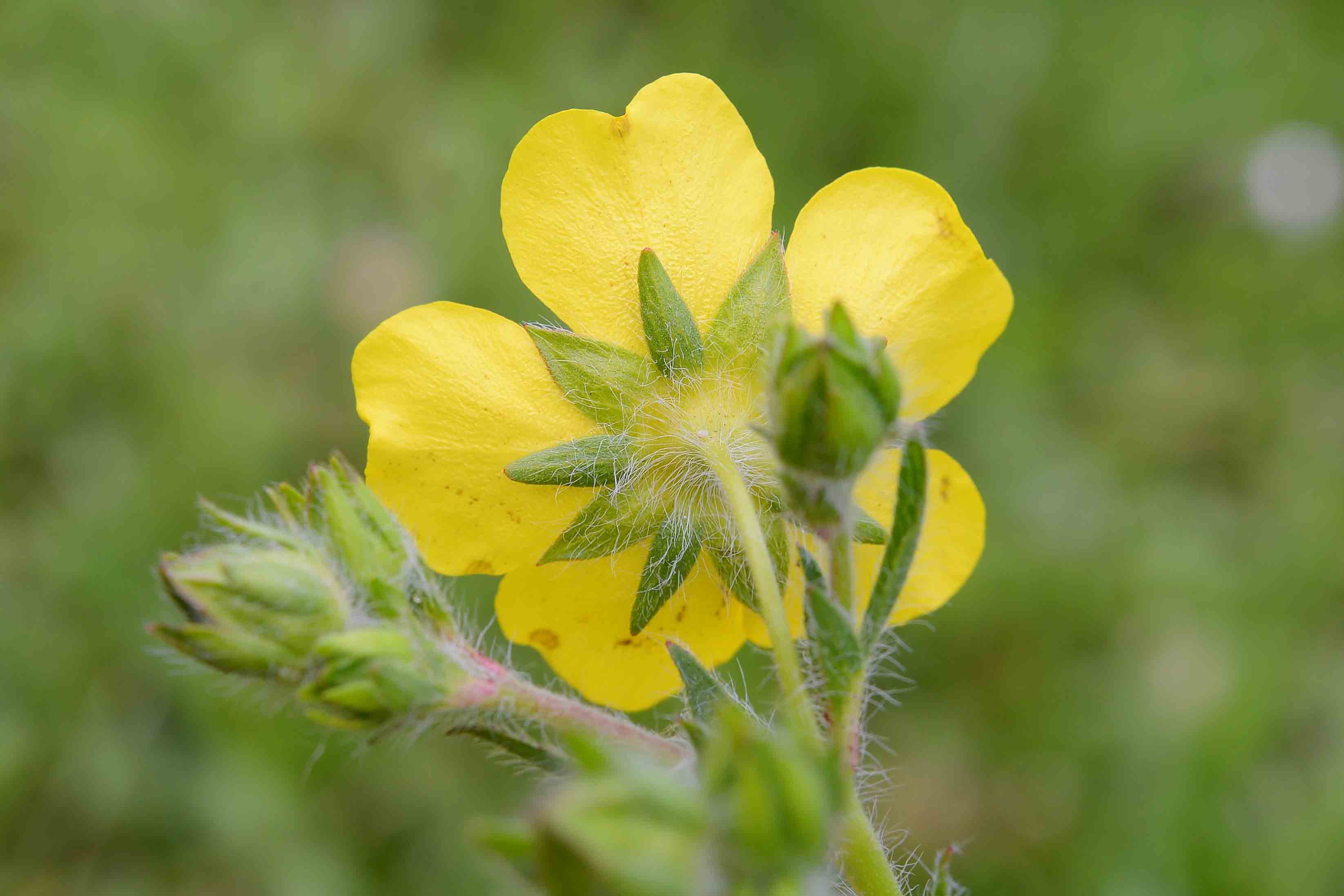 Potentilla pedata / Cinquefoglia pedata