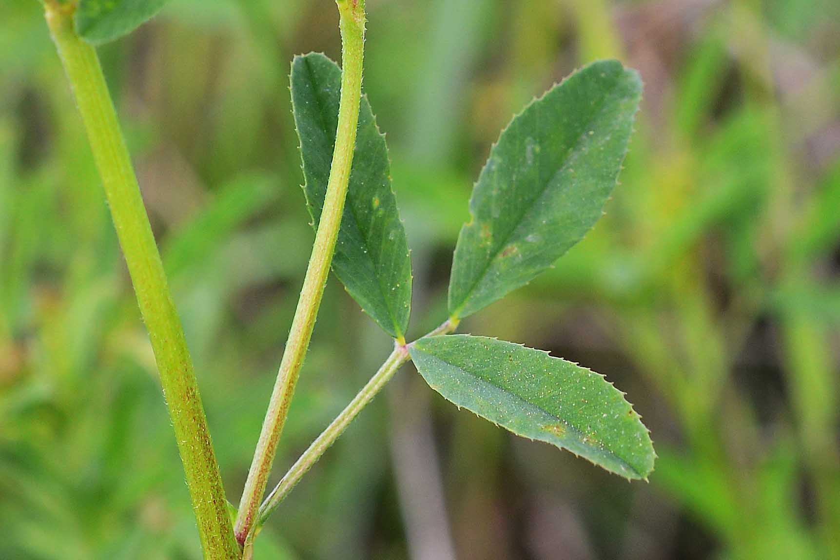 fabacea - Melilotus sp.