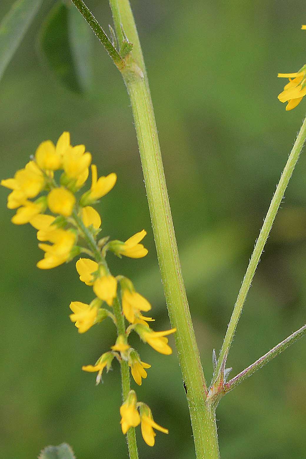 fabacea - Melilotus sp.