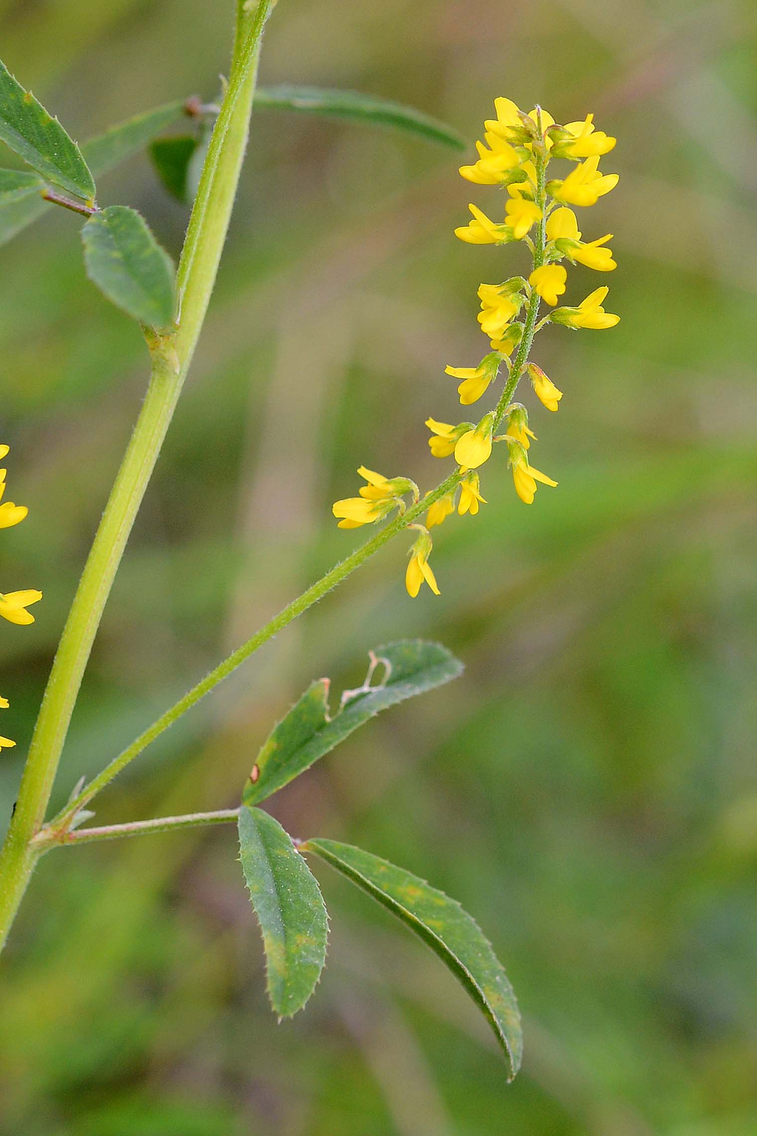 fabacea - Melilotus sp.