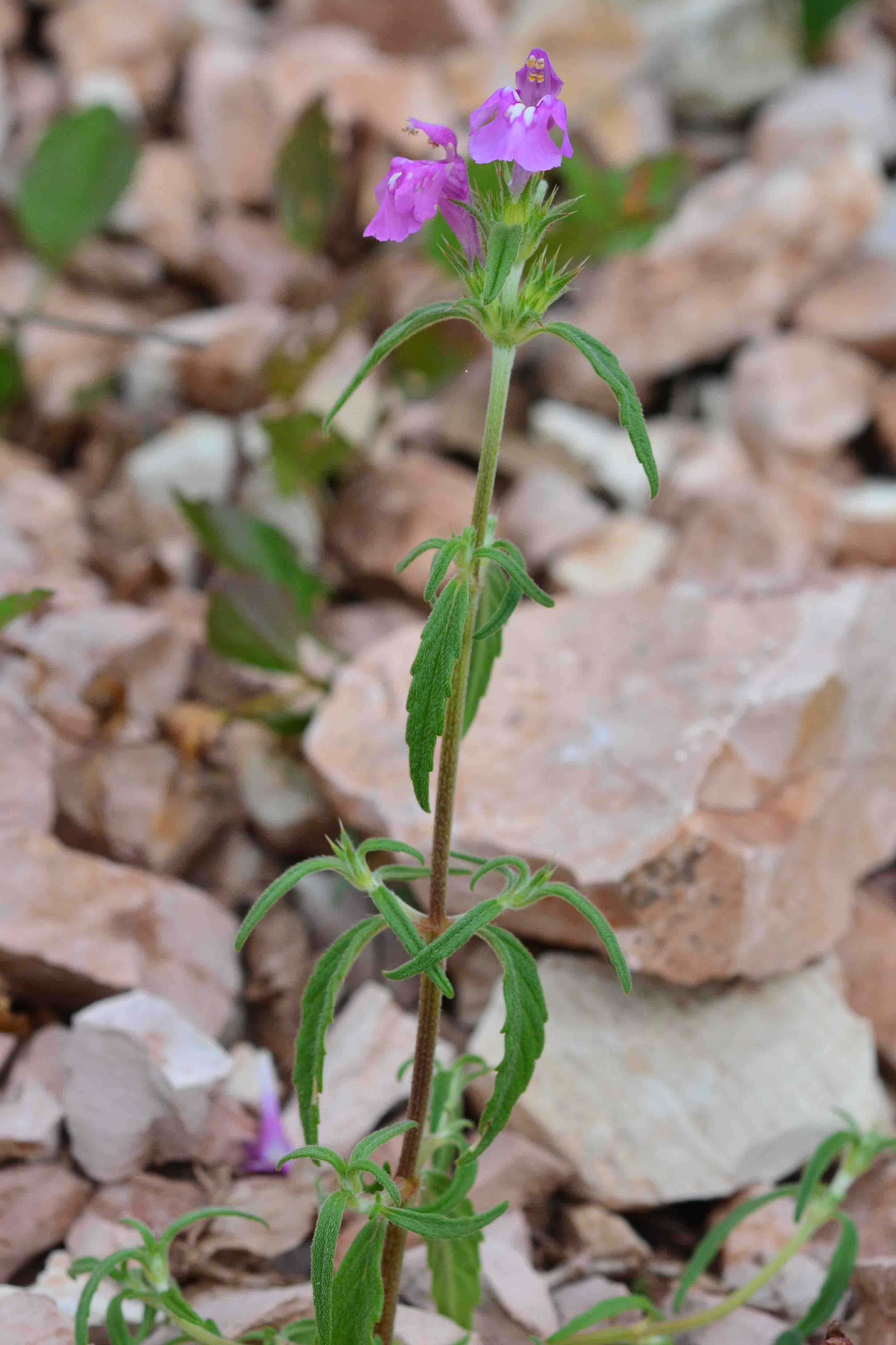 Galeopsis angustifolia / Canapetta a foglie strette