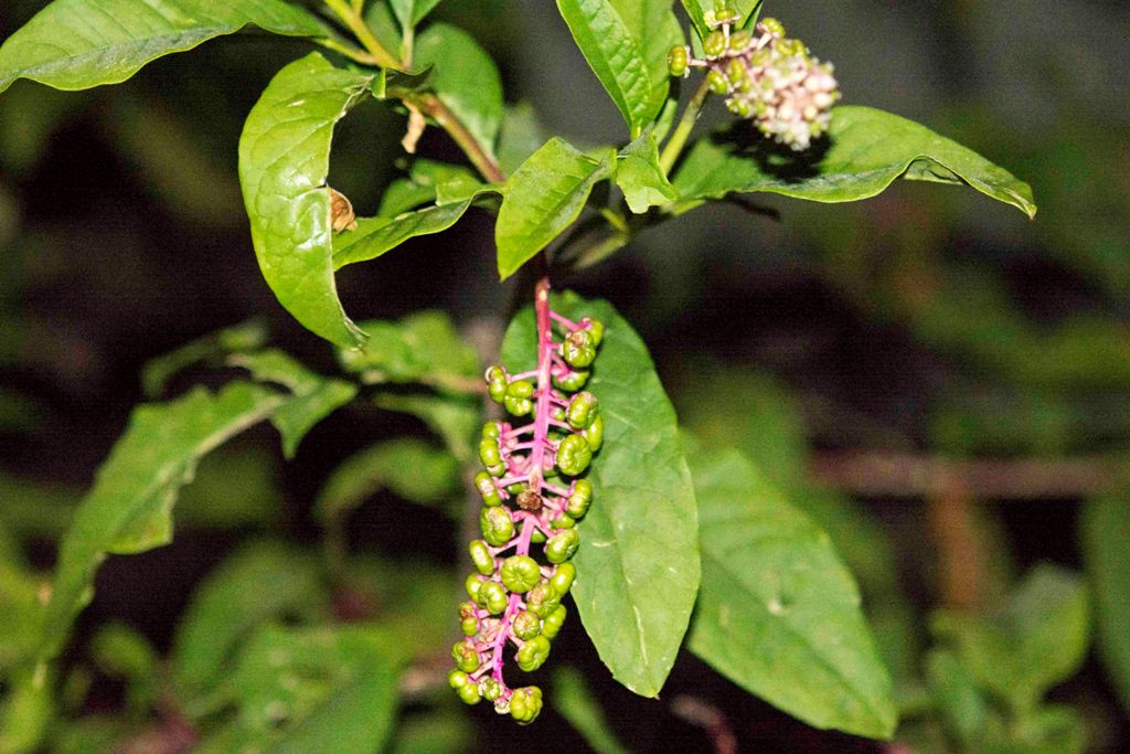 Phytolacca americana