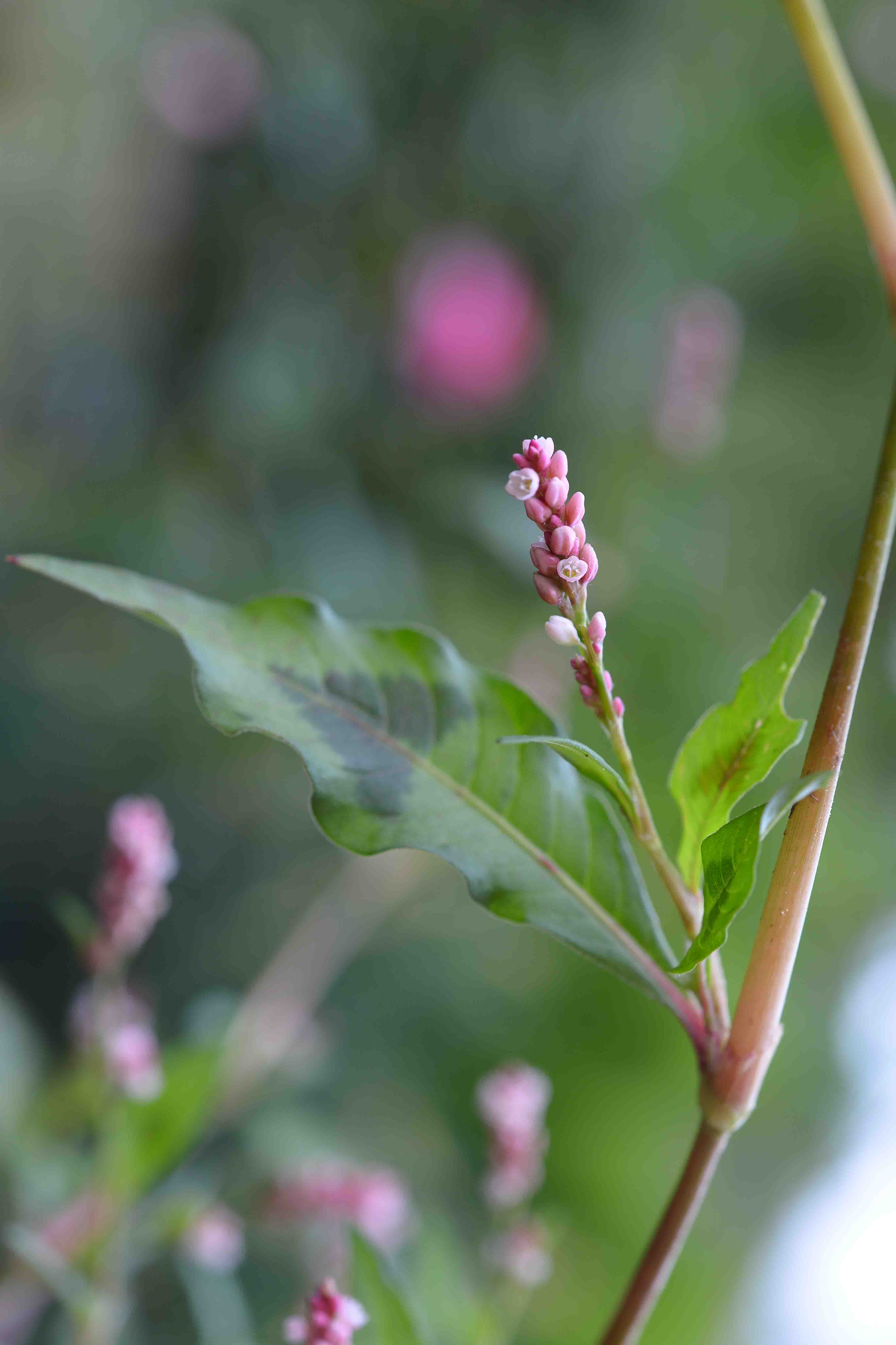 Persicaria maculosa / Poligono persicaria