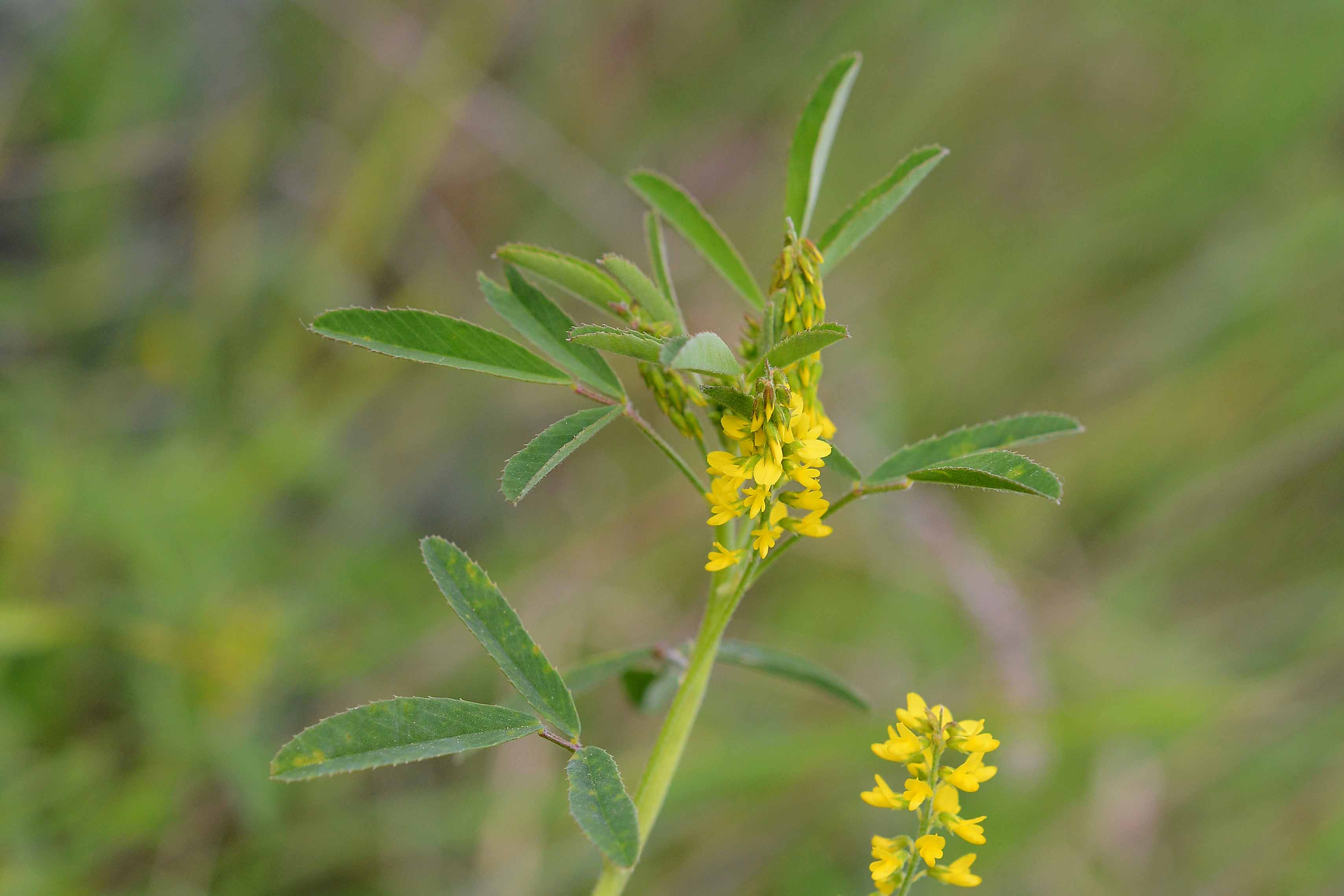 fabacea - Melilotus sp.