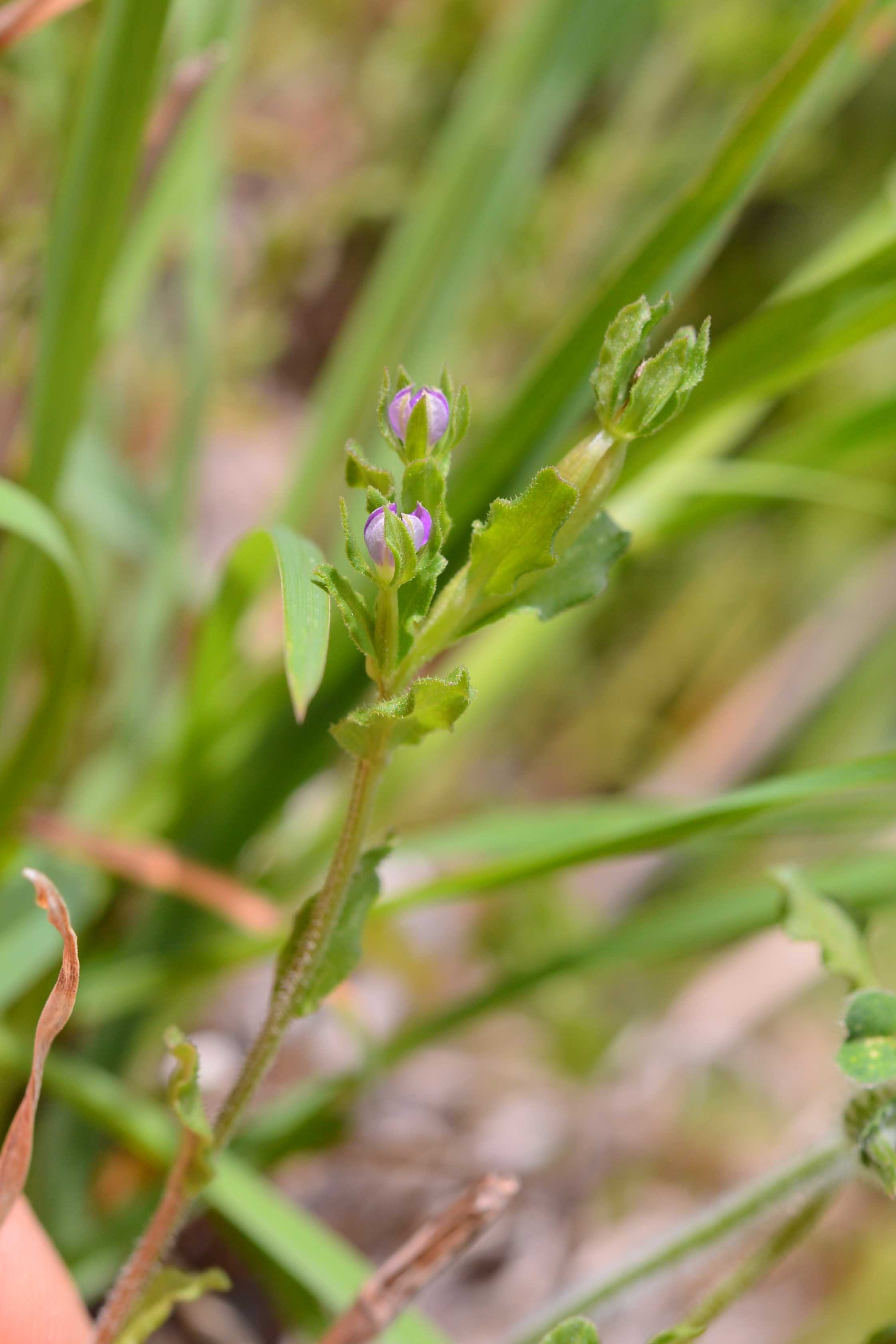 Legousia hybrida / Specchio di Venere ondulato