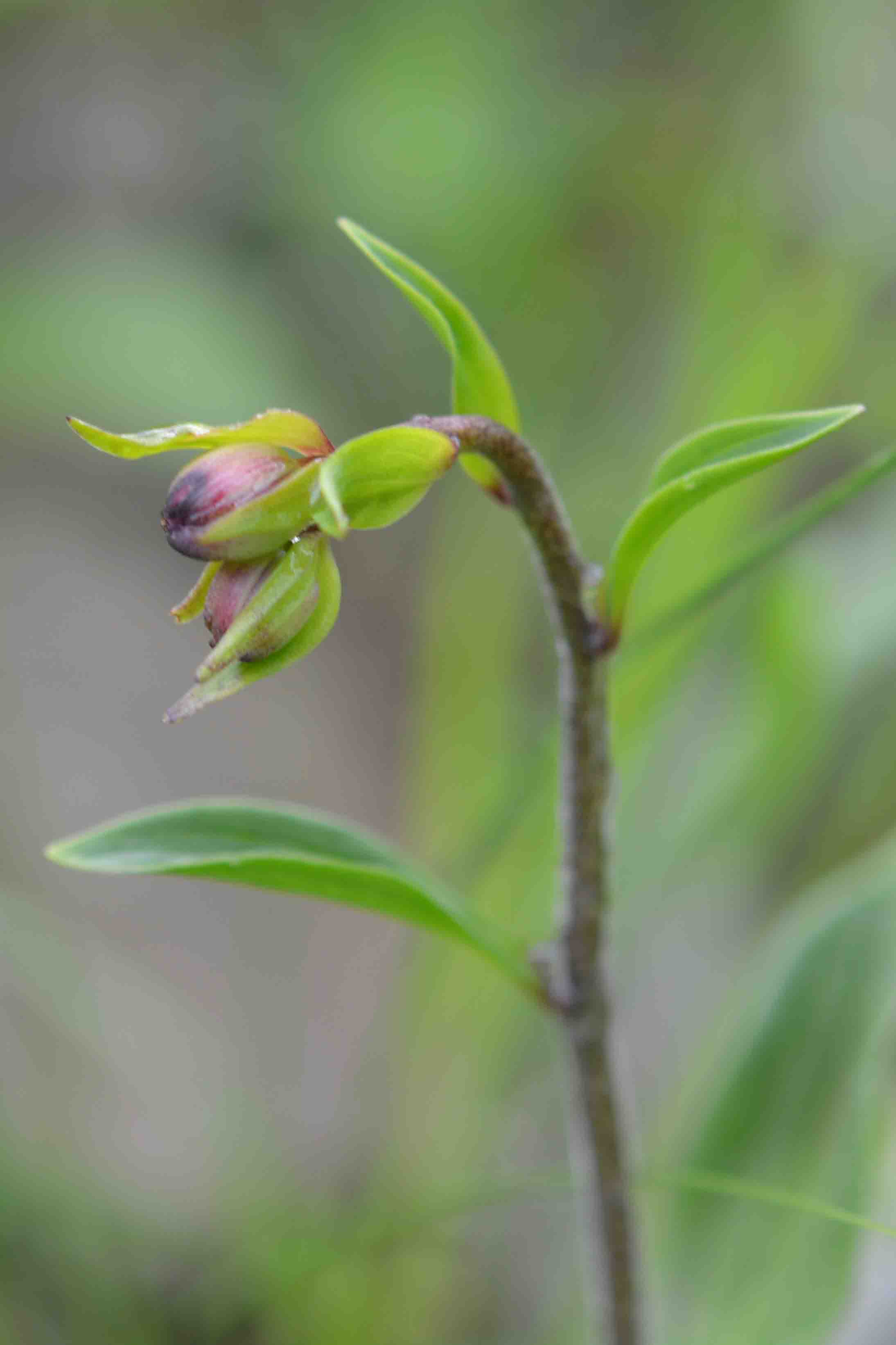 Lilium martagon