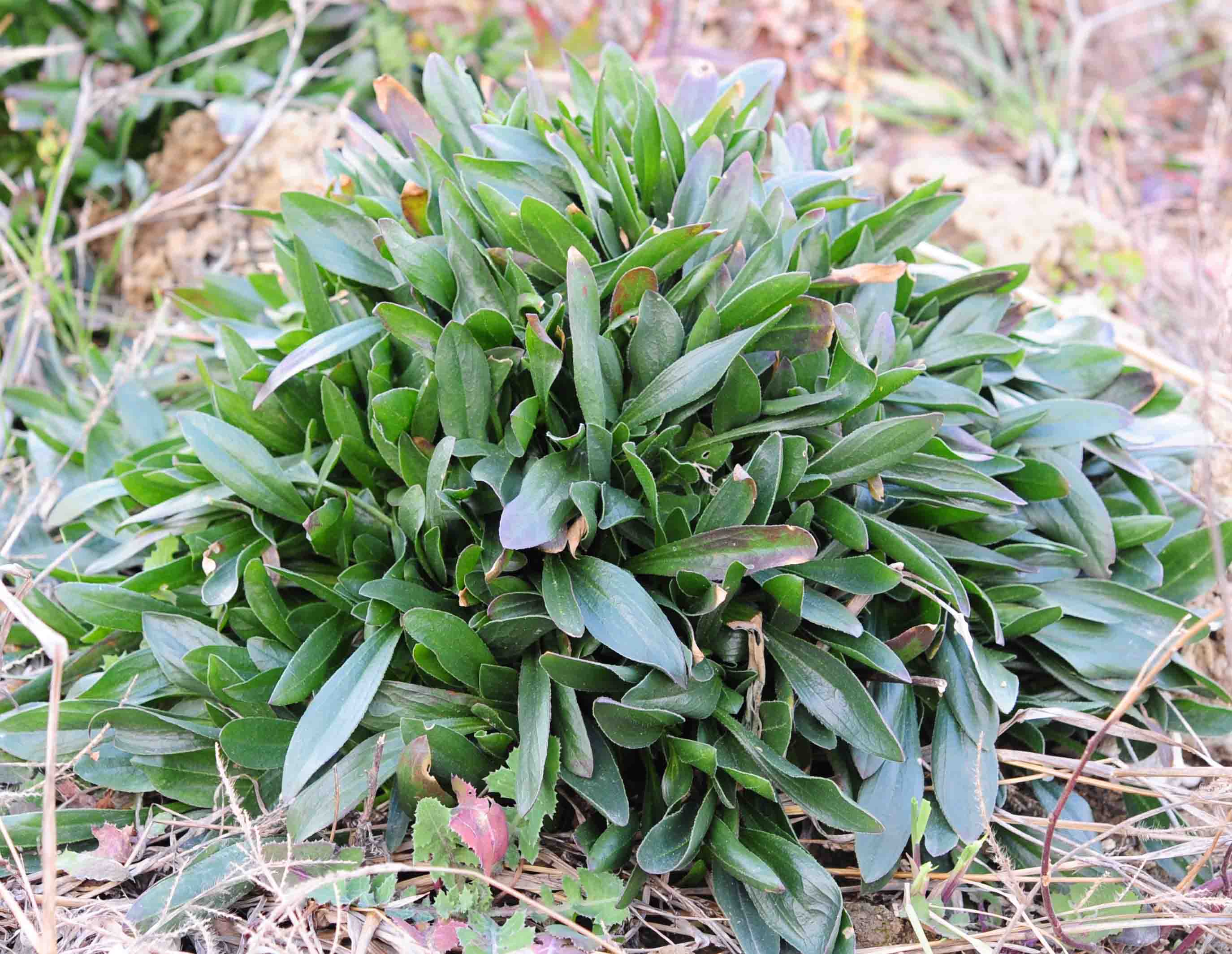 Plantago  o Scorpiurus ?