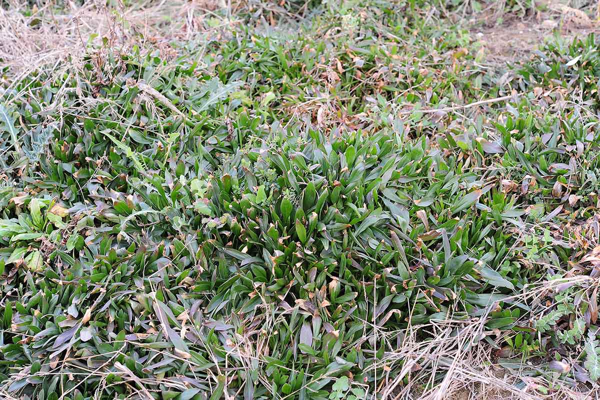 Plantago  o Scorpiurus ?