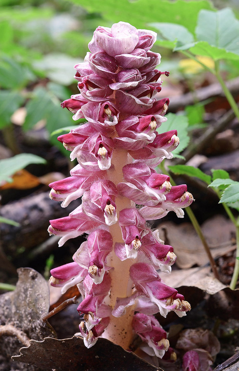 Lathraea squamaria  (Lamiales - Orobranchaceae)