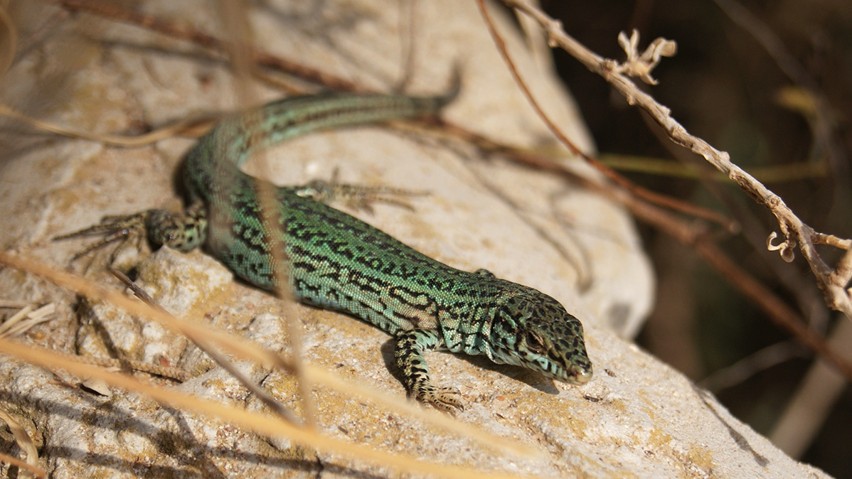 Podarcis Pityusensis formenterae (Bosc)